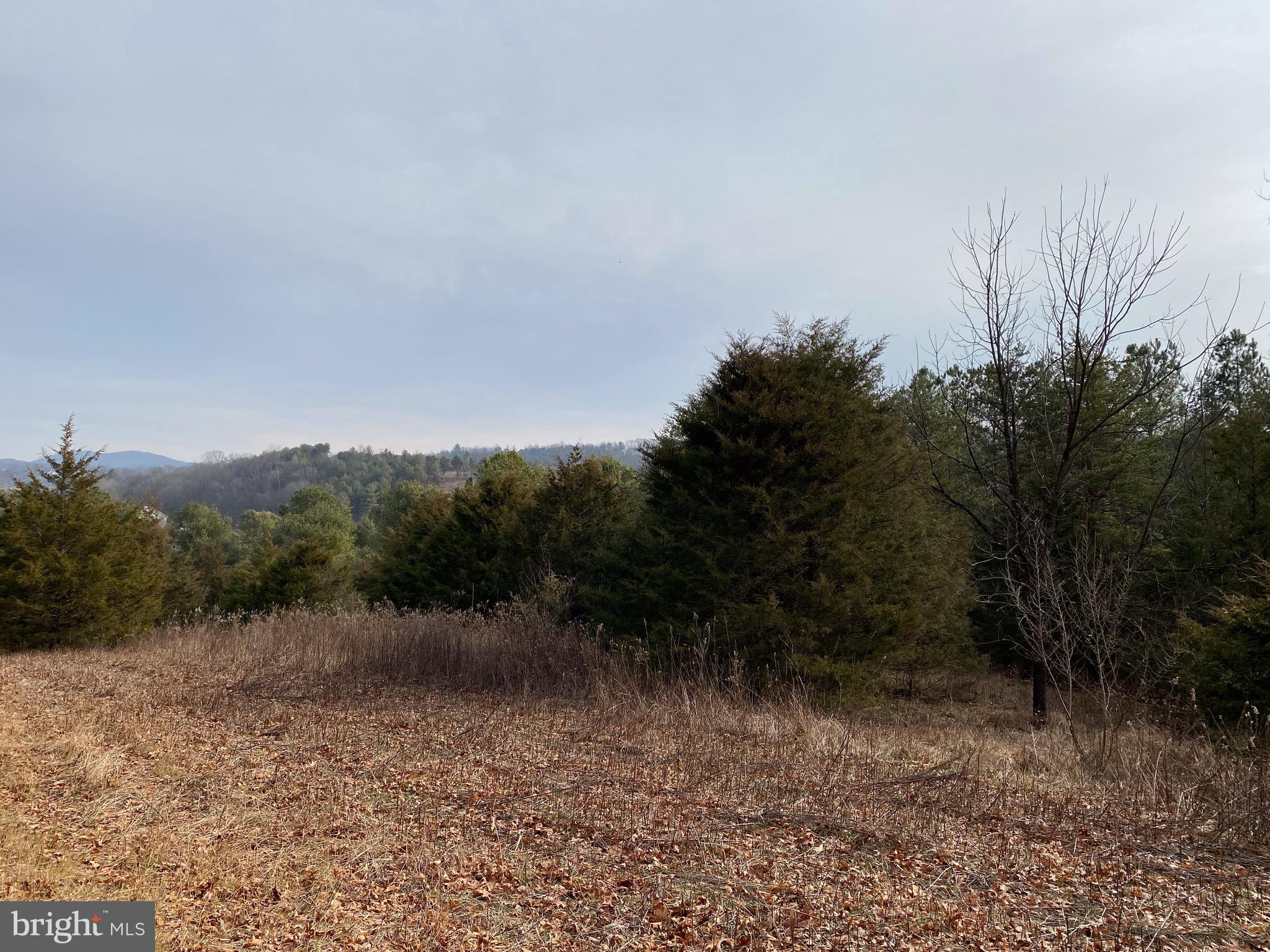 0 Senedo Rd Mount Mount Jackson, VA 22842 - Photo 15 of 30 a view of a forest with a tree in the background