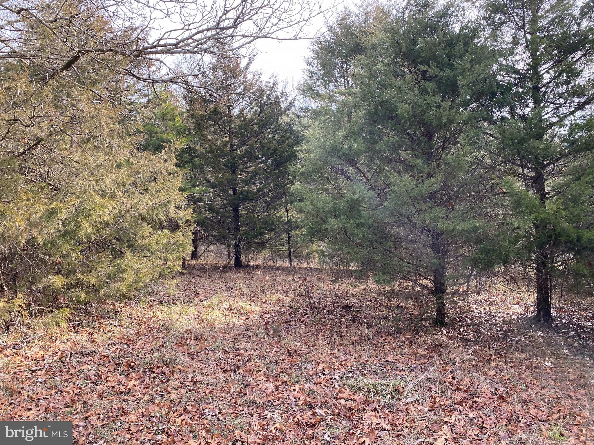 0 Senedo Rd Mount Mount Jackson, VA 22842 - Photo 16 of 30 a view of a forest with trees in the background