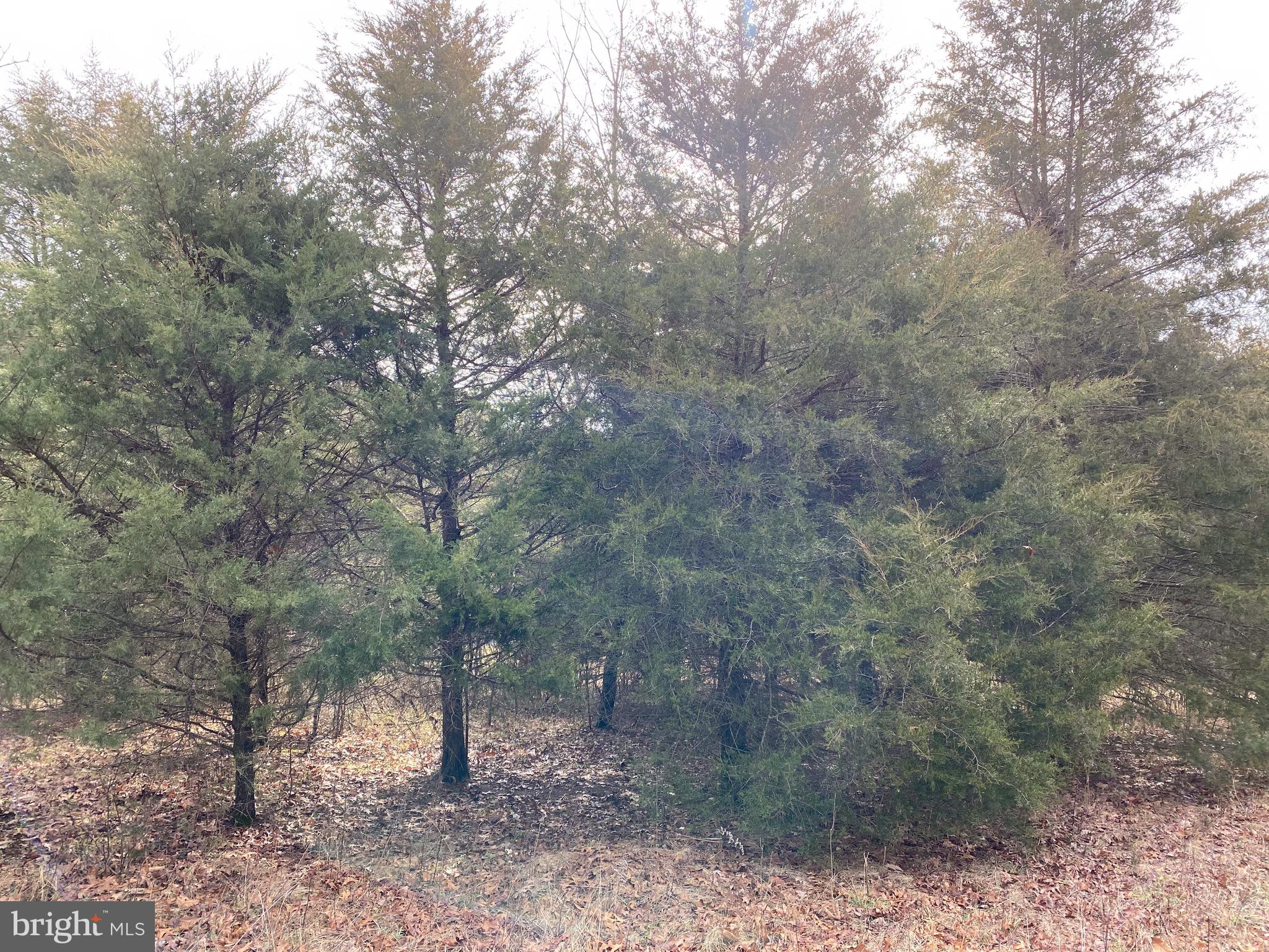 0 Senedo Rd Mount Mount Jackson, VA 22842 - Photo 17 of 30 a view of a forest with trees in the background