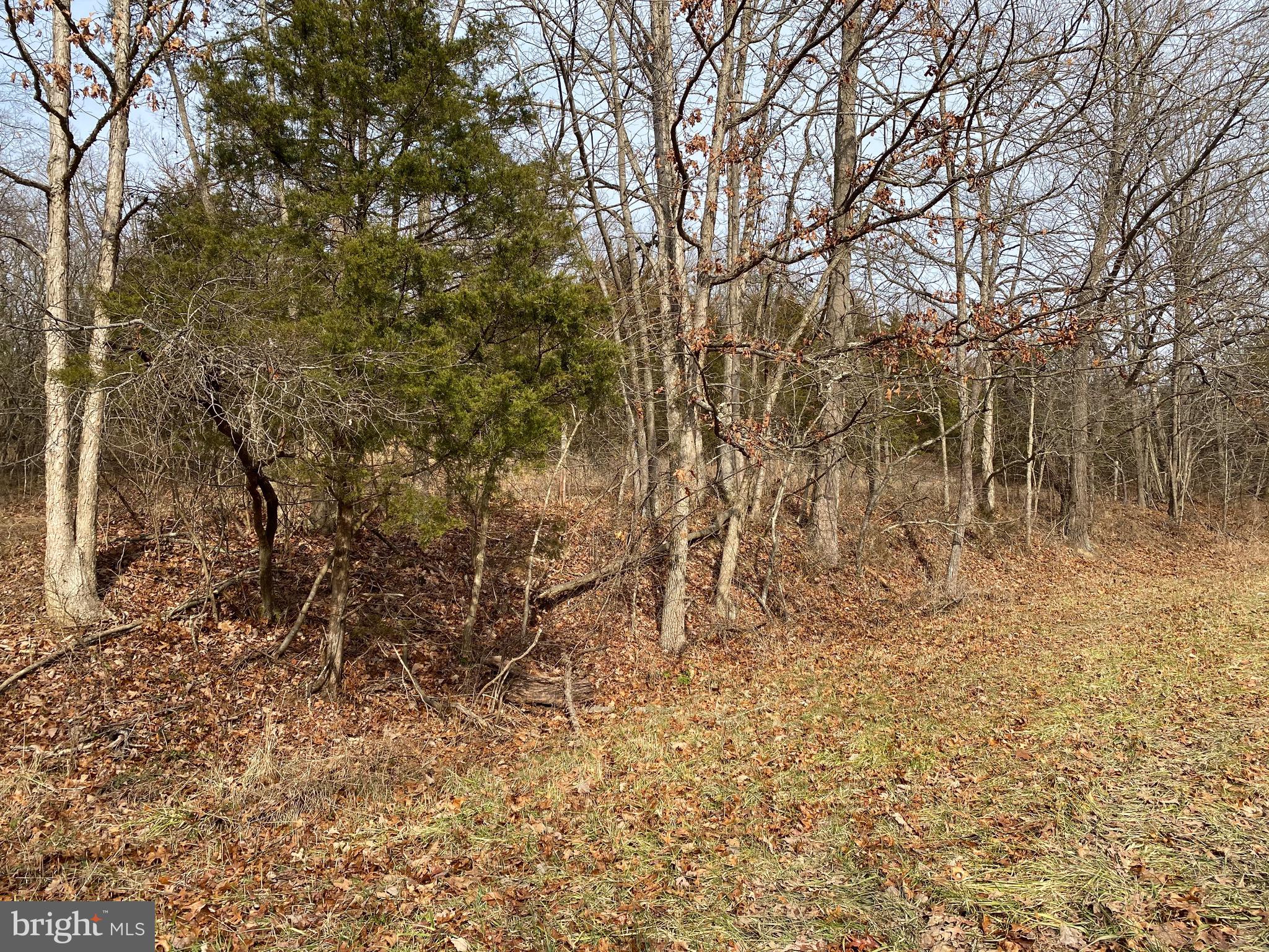 0 Senedo Rd Mount Mount Jackson, VA 22842 - Photo 22 of 30 a view of a yard with trees