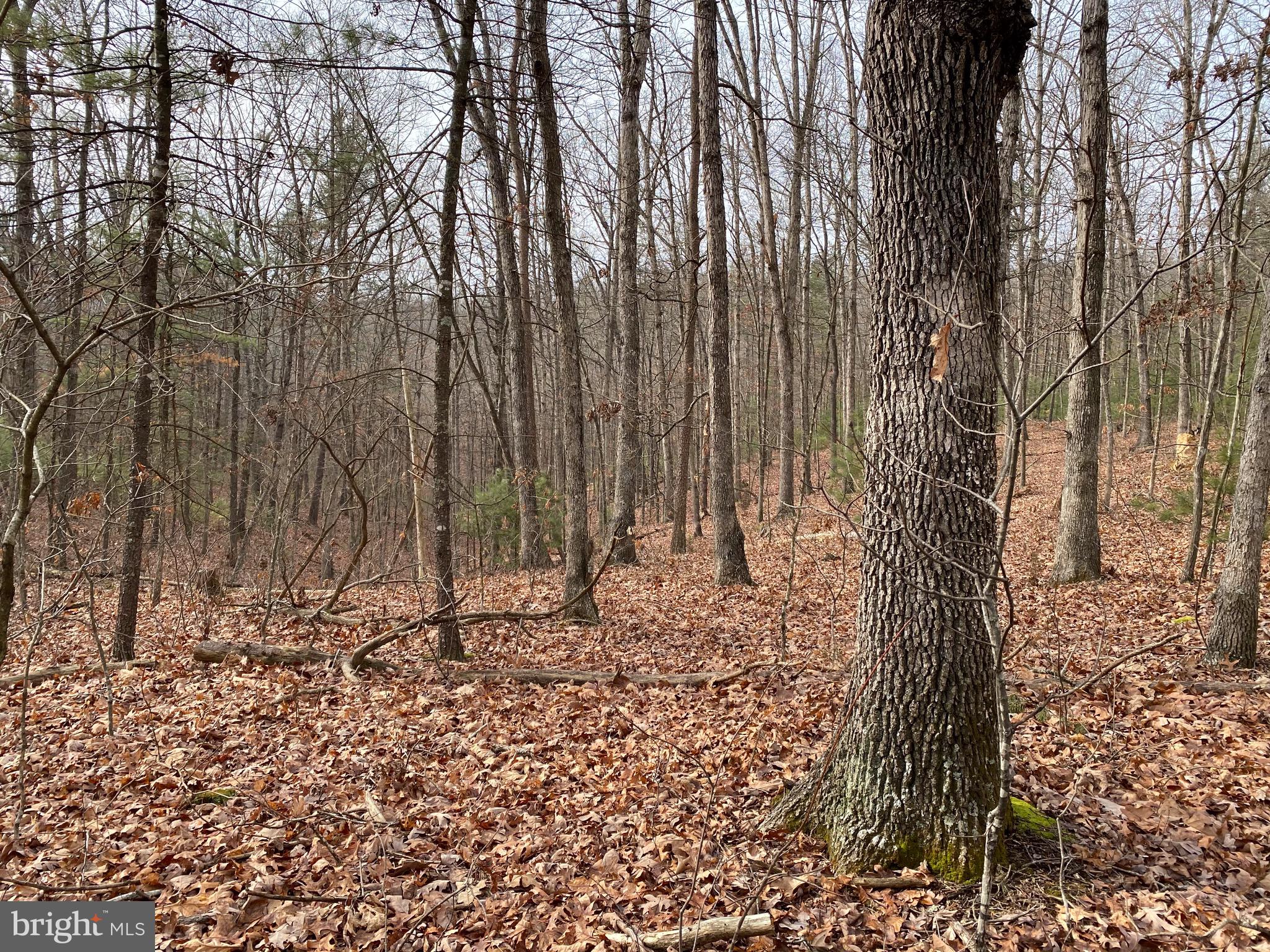 0 Senedo Rd Mount Mount Jackson, VA 22842 - Photo 6 of 30 a view of wooden fence