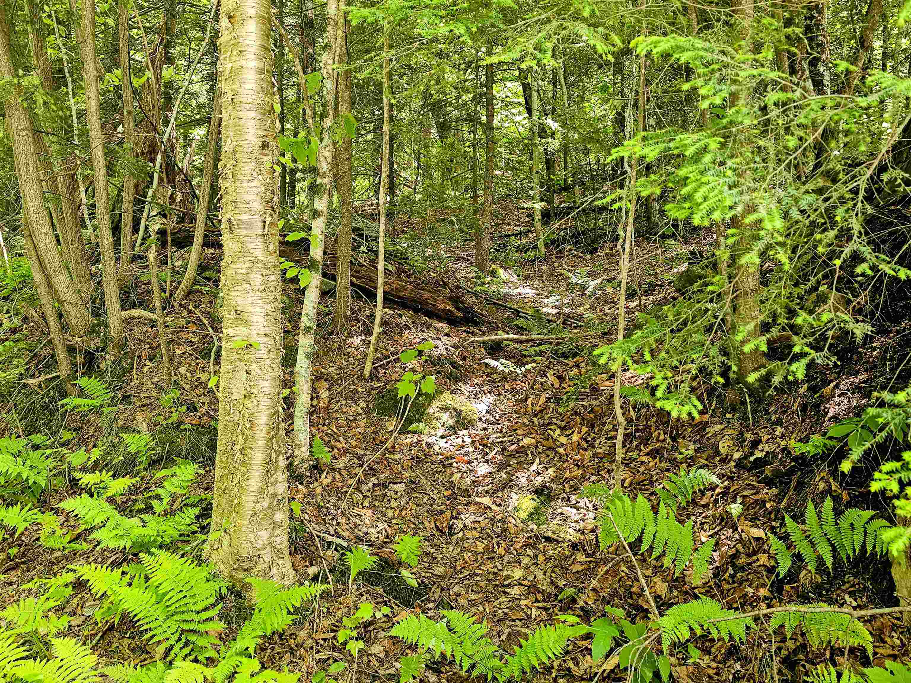 Smead Road Wardsboro, VT 05355 - Photo 4 of 7 Gallery Image 4