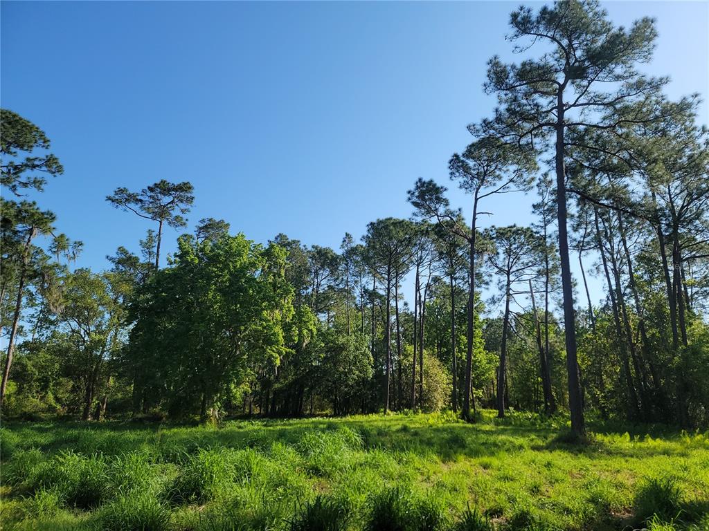 Pollard Road Winter Haven, FL 33884 - Photo 1 of 17 a view of a yard with a tree