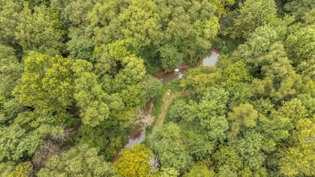 a view of a big yard with plants and large trees
