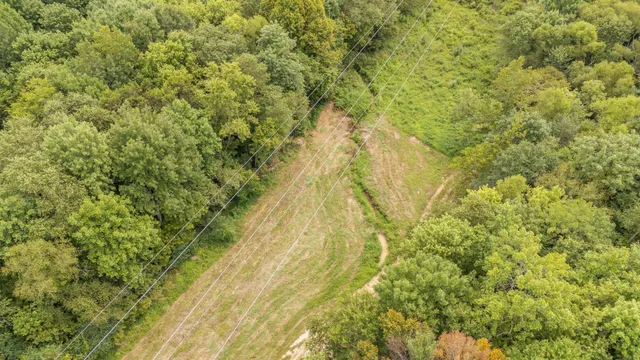 a close up of a tree in a yard