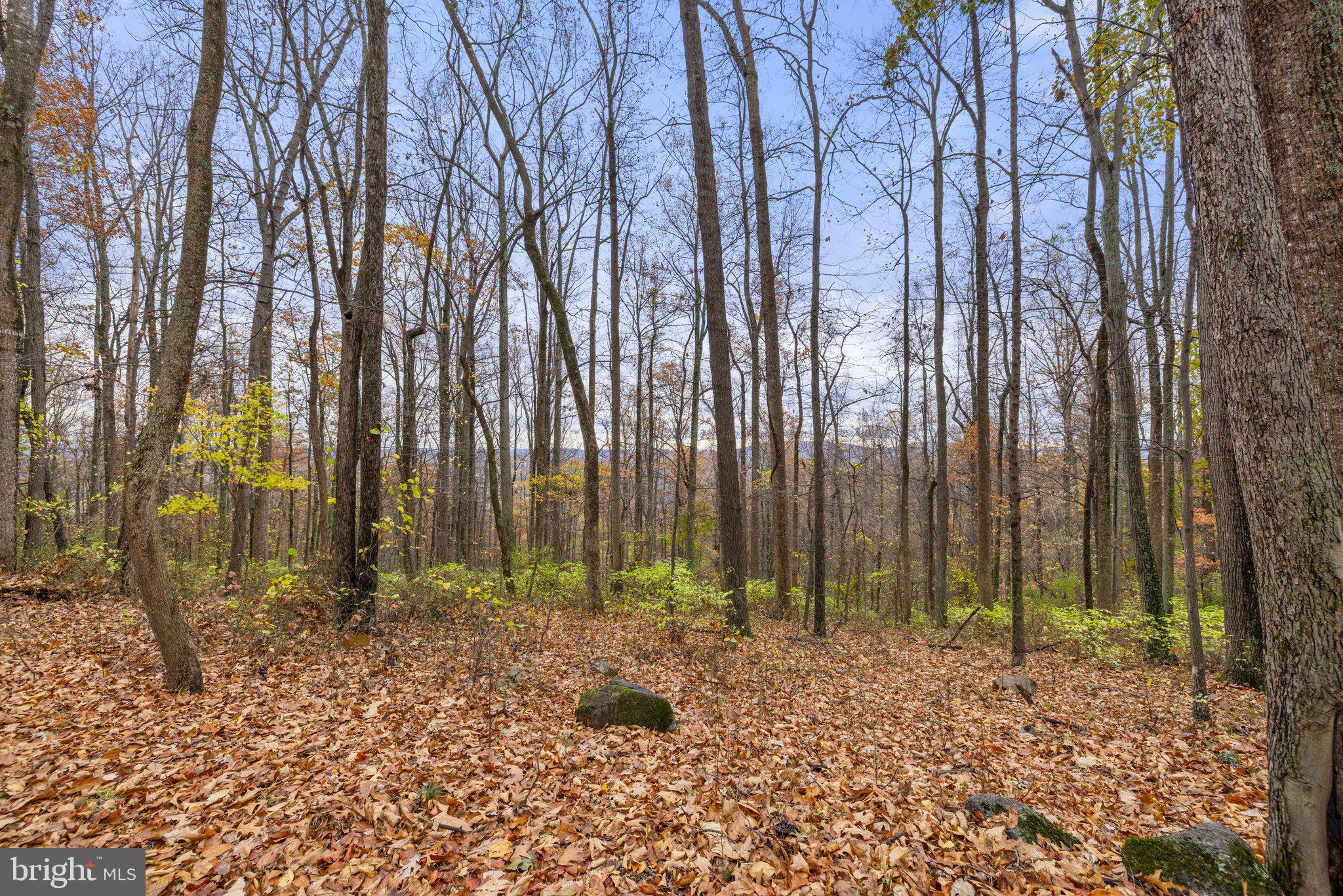 Took Crowell Lane Huntly, VA 22640 - Photo 7 of 15