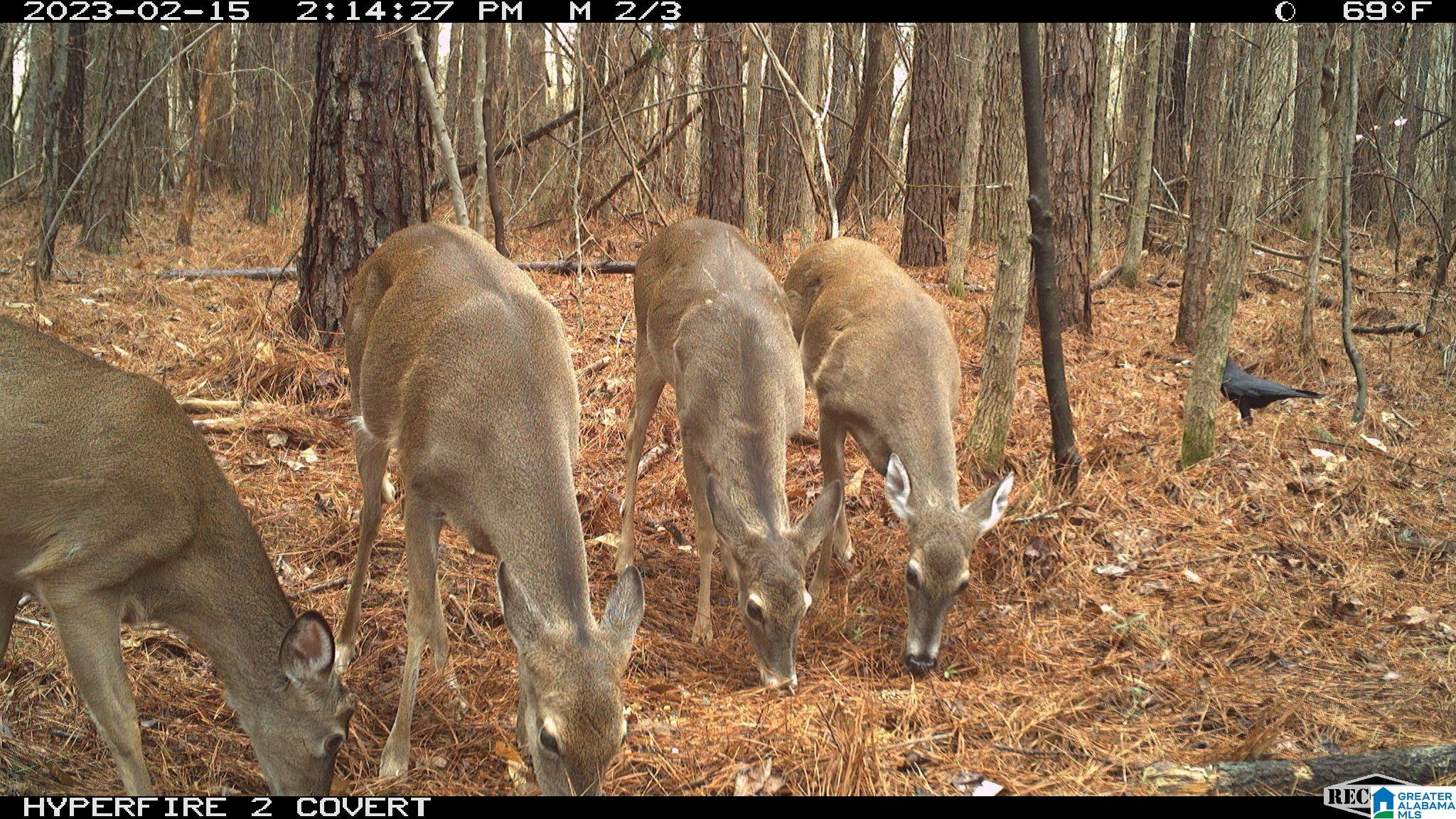0 Parsons Loop Road Mulga, AL 35118 - Photo 32 of 38