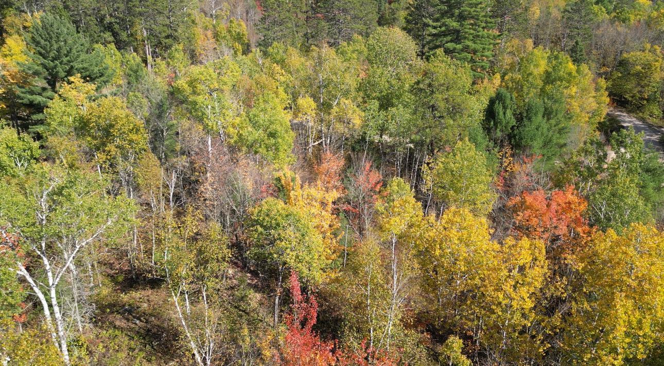 Lot 7 Wilderness Way Road Orr, MN 55771 - Photo 7 of 8