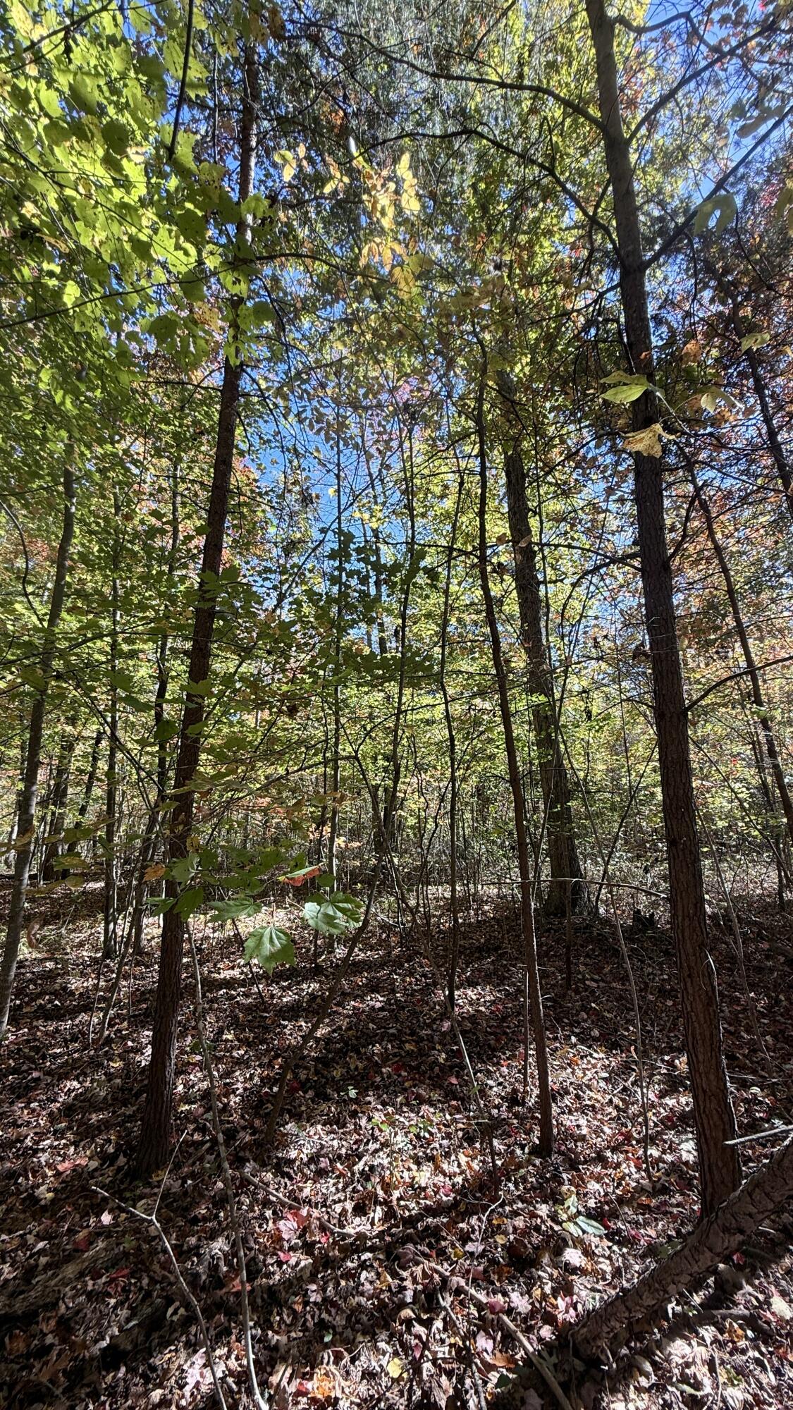 0 Owl Hollow Road, Unit LOT 7 Palmer, TN 37365 - Photo 11 of 18 IMG_2917