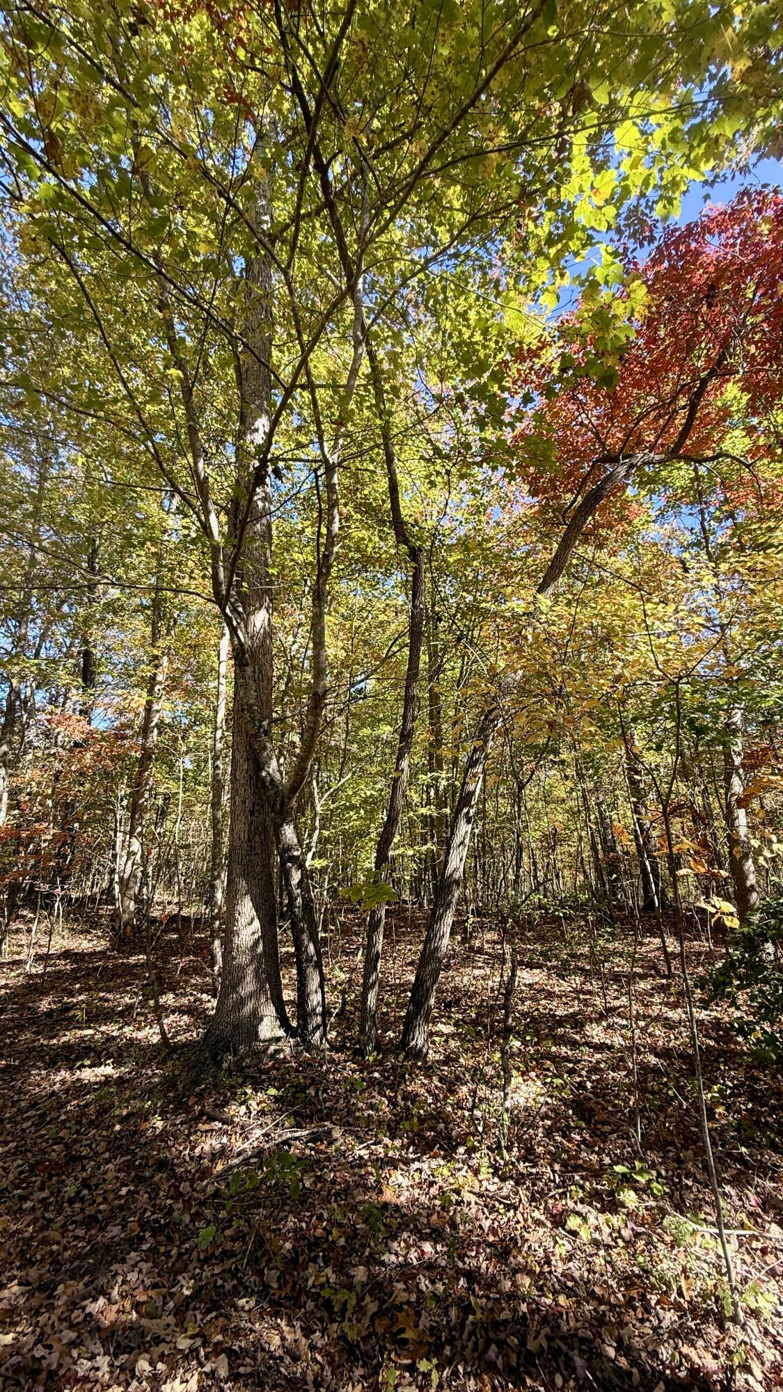 0 Owl Hollow Road, Unit LOT 7 Palmer, TN 37365 - Photo 13 of 18 IMG_2915