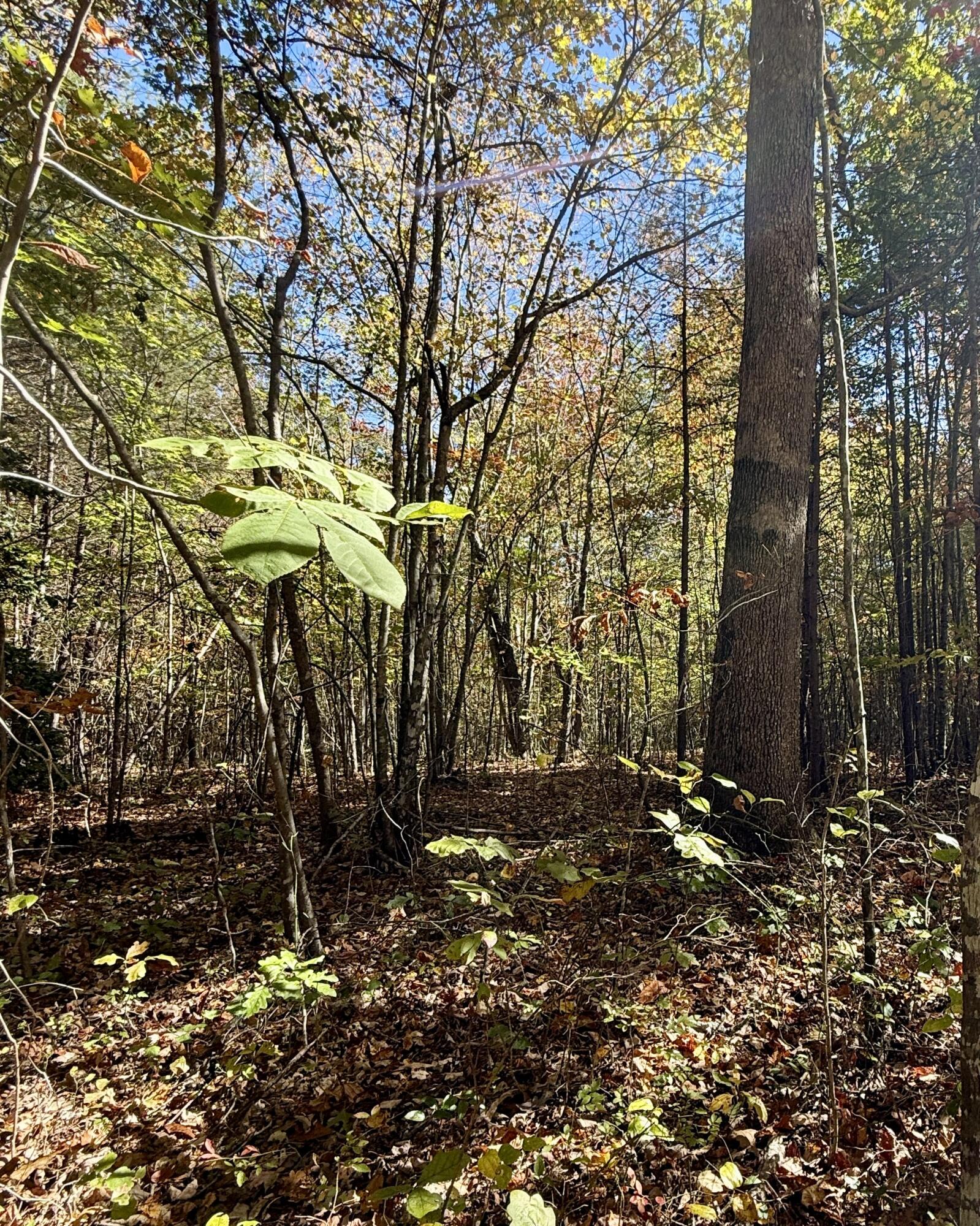0 Owl Hollow Road, Unit LOT 7 Palmer, TN 37365 - Photo 16 of 18 IMG_2912
