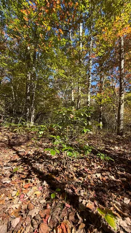 $70,434 | 0 Owl Hollow Road, Unit LOT 7, Palmer, TN 37365