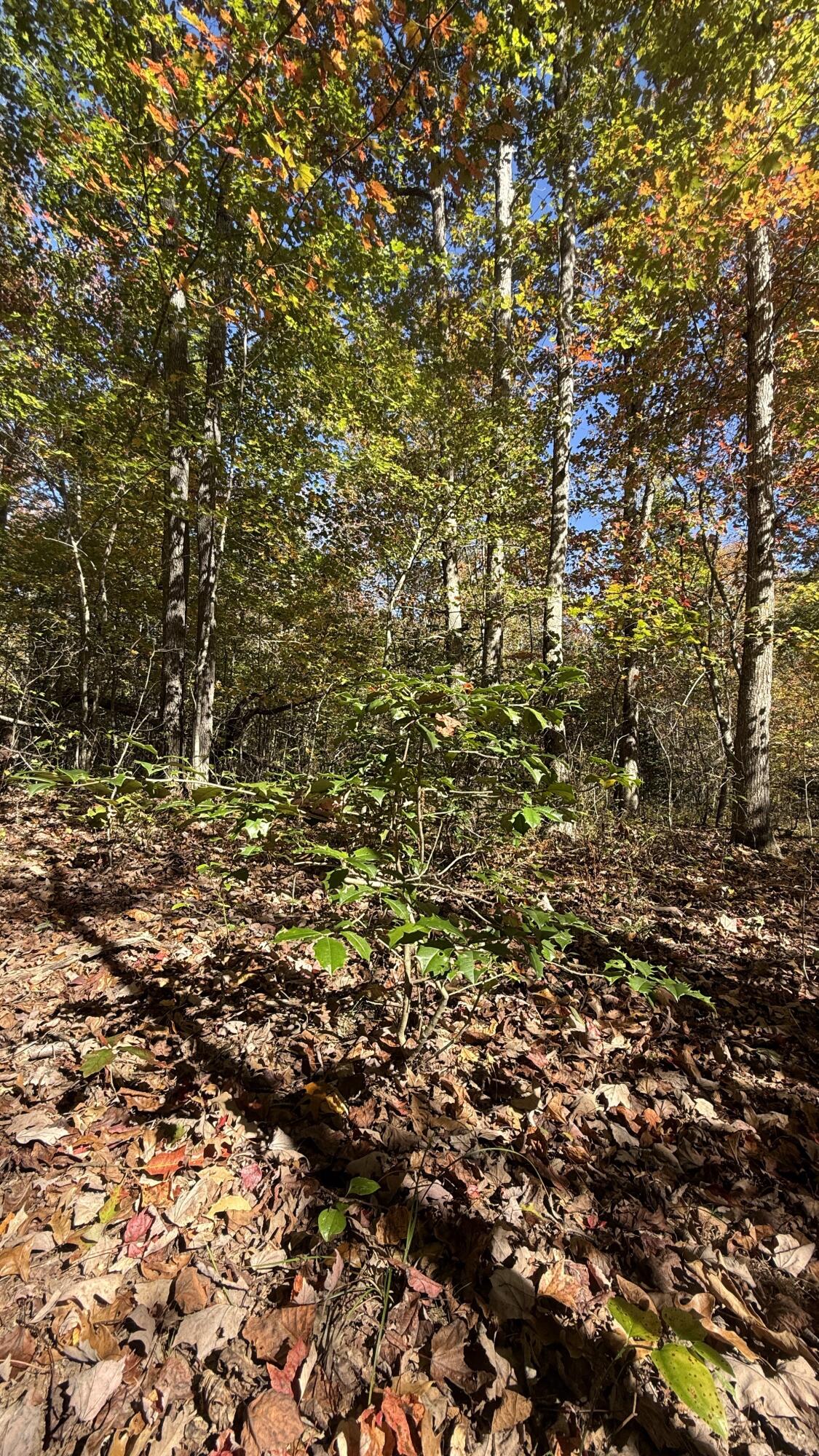 0 Owl Hollow Road, Unit LOT 7 Palmer, TN 37365 - Photo 5 of 18 IMG_2920