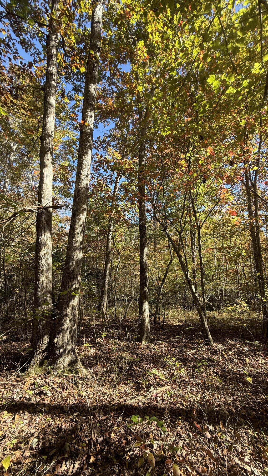 0 Owl Hollow Road, Unit LOT 7 Palmer, TN 37365 - Photo 6 of 18 IMG_2921