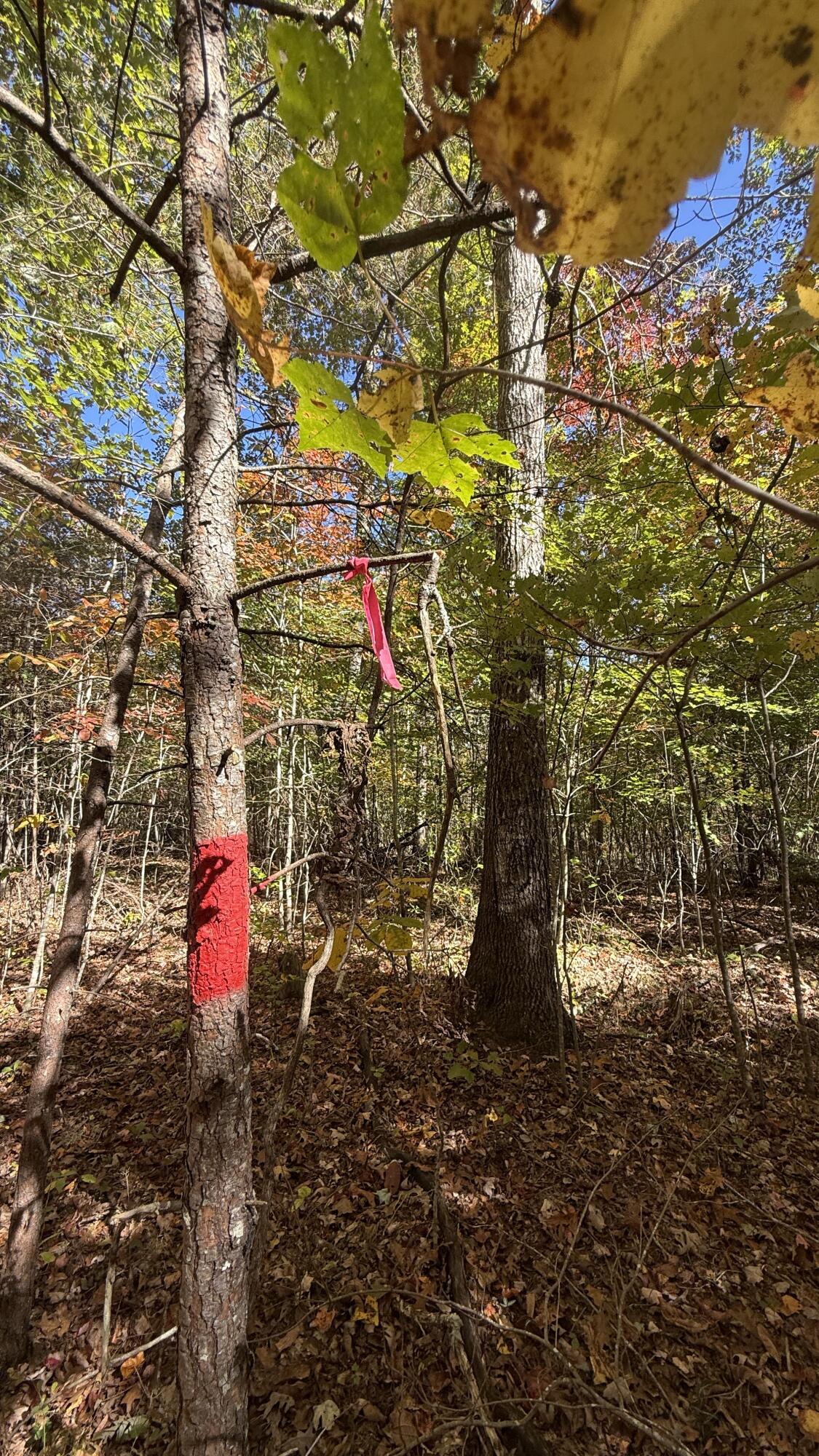 0 Owl Hollow Road, Unit LOT 7 Palmer, TN 37365 - Photo 10 of 18 IMG_2925