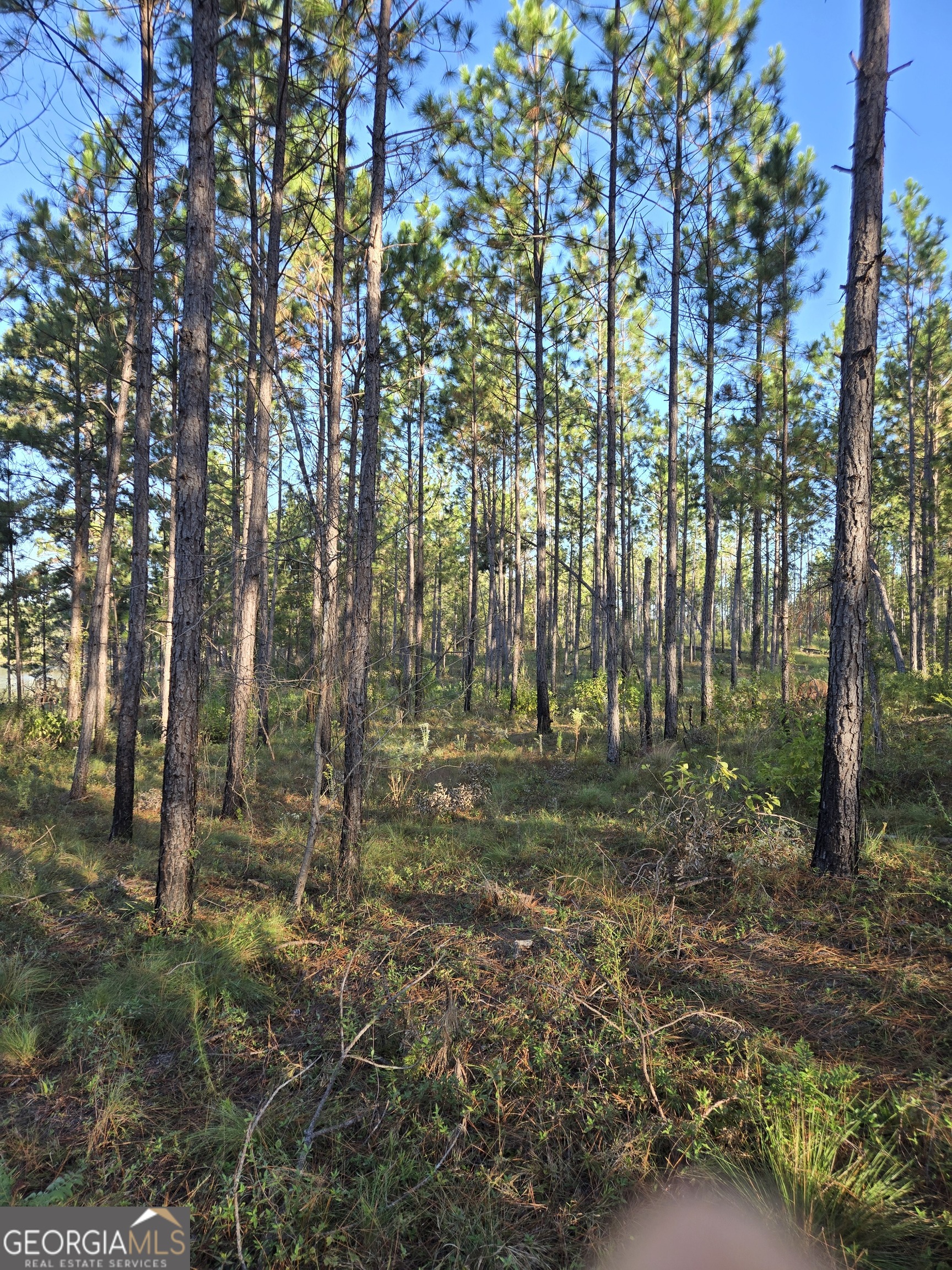 600 Alton Lawson Road Adrian, GA 31002 - Photo 4 of 10