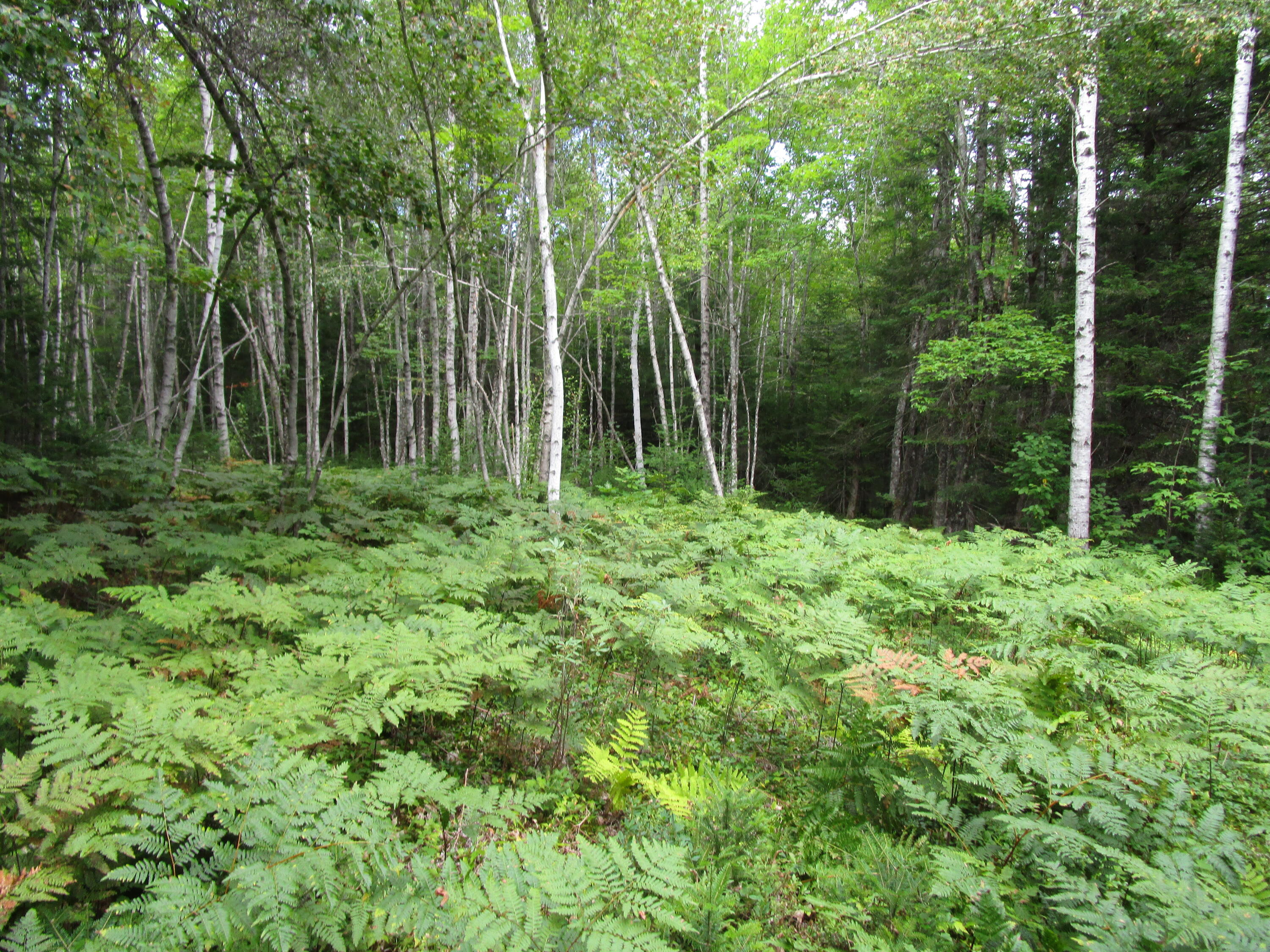 Tbd Randall Ridge Road Howland, ME 04448 - Photo 5 of 8 IMG_1005