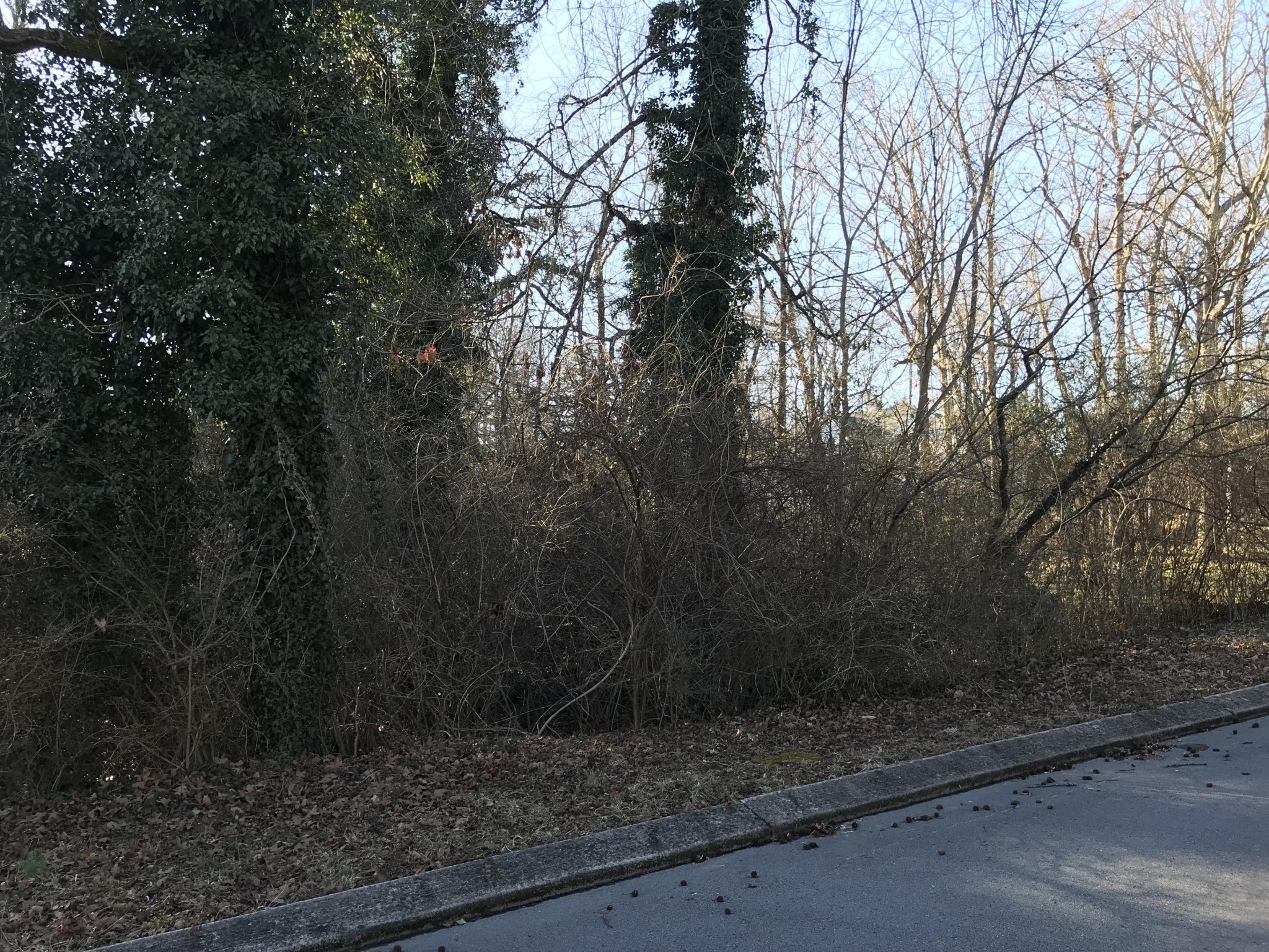 764 Berry Spring Path Signal Mountain, TN 37377 - Photo 4 of 6