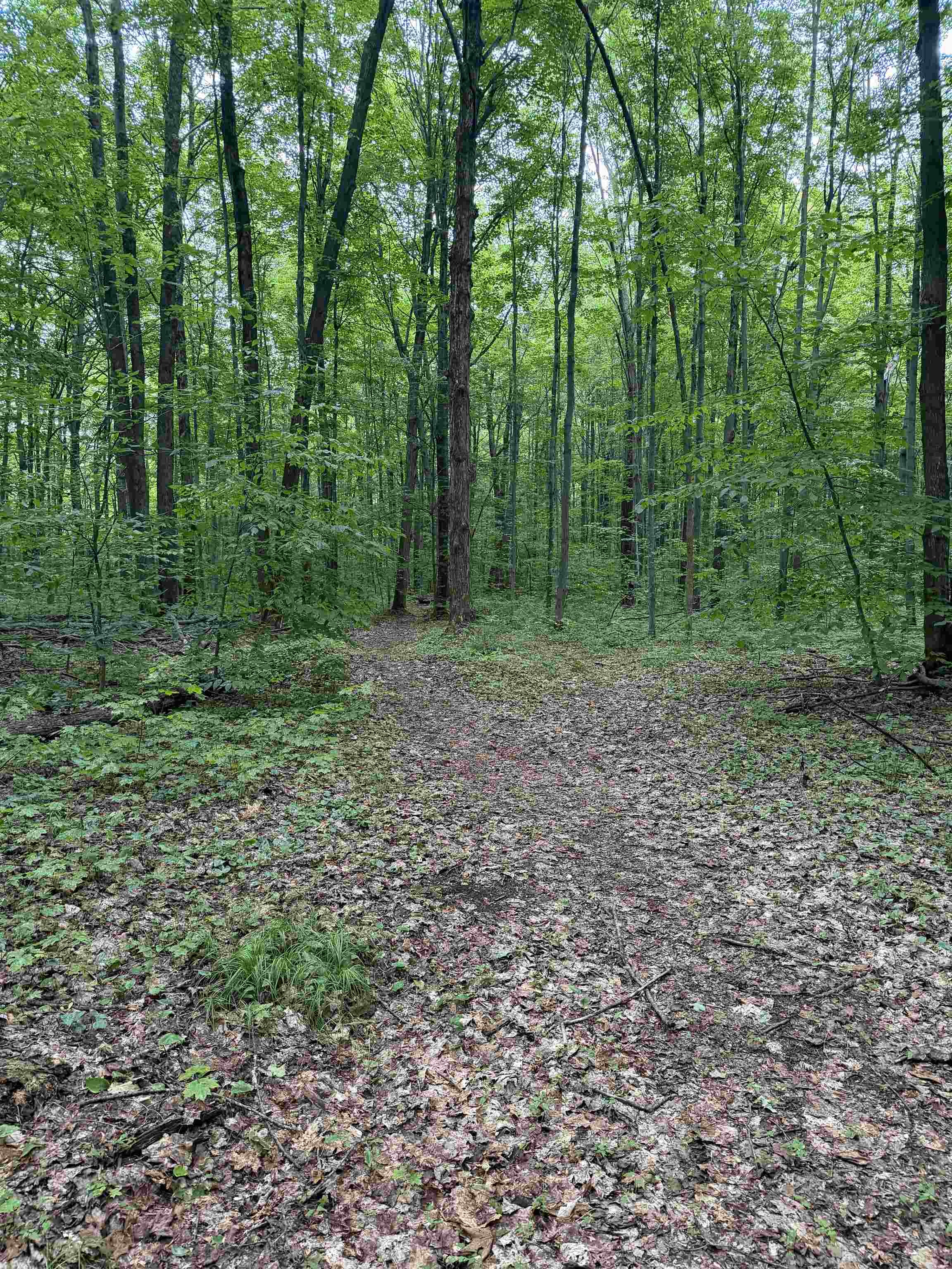 Tbd Mancelona Road Mancelona, MI 49659 - Photo 20 of 22