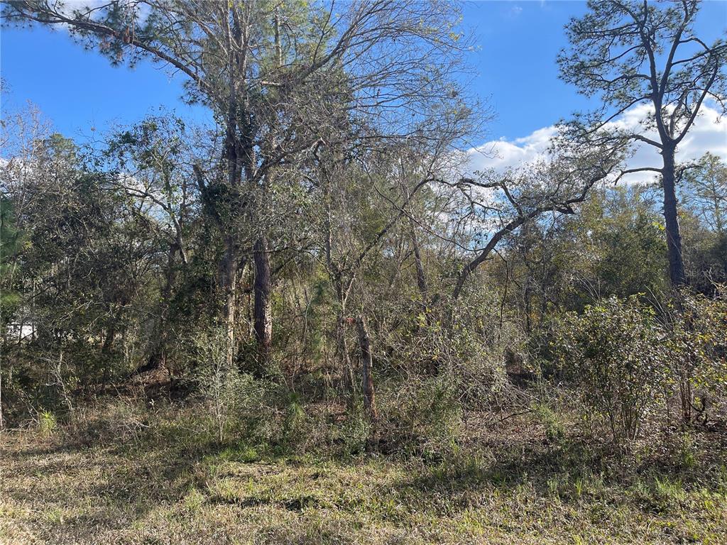 Butternut Drive Webster, FL 33597 - Photo 12 of 12