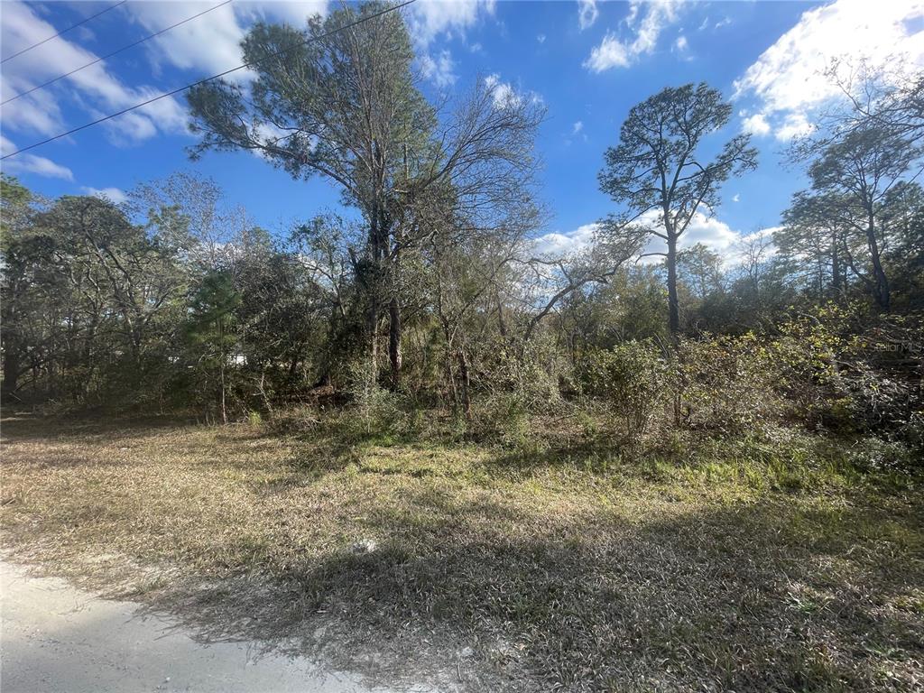 Butternut Drive Webster, FL 33597 - Photo 7 of 12