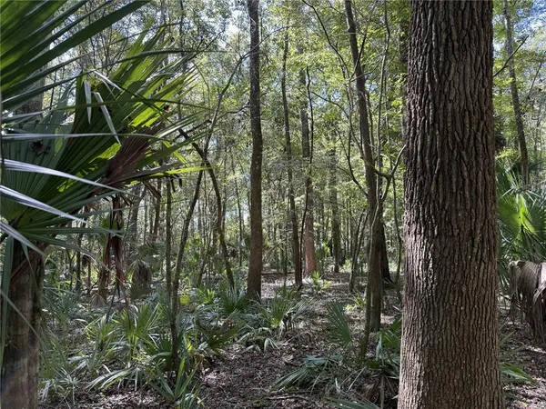 a view of forest