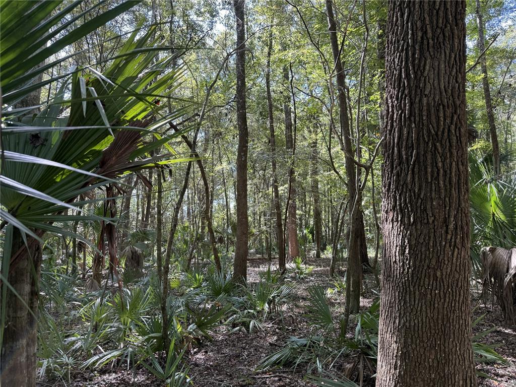 7 Northwest 193rd Street Reddick, FL 32686 - Photo 6 of 7 a view of forest