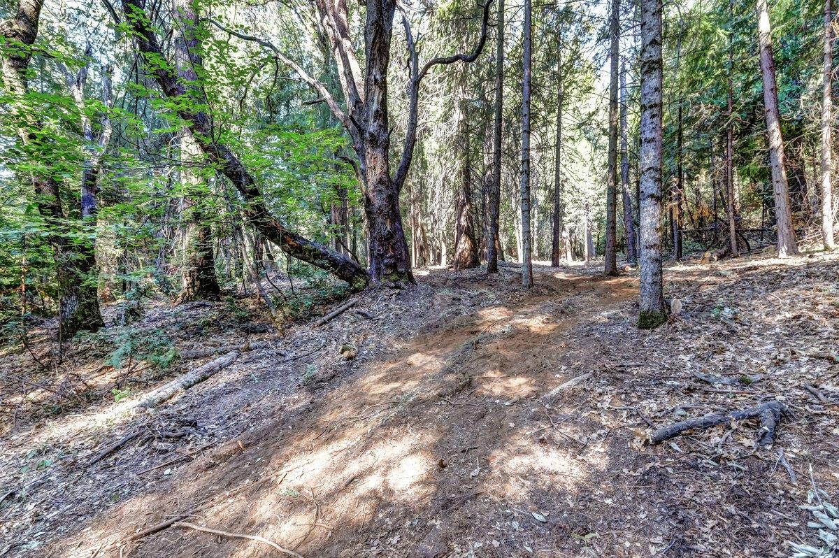 21678 Scotts Flat Road Nevada City, CA 95959 - Photo 12 of 17 a view of a forest with trees in the background