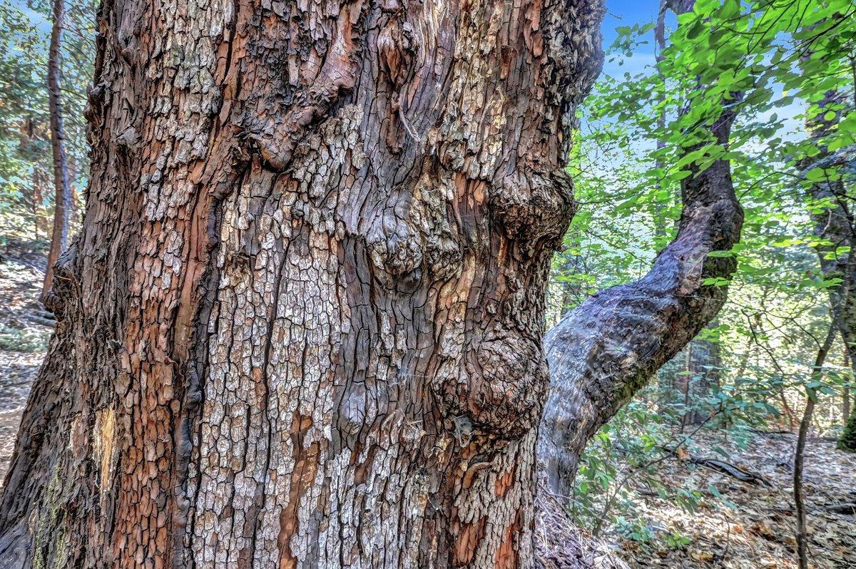 21678 Scotts Flat Road Nevada City, CA 95959 - Photo 16 of 17 a backyard of a house with lots of green space
