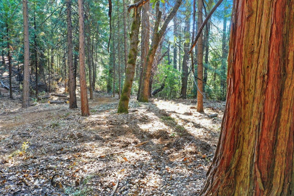 21678 Scotts Flat Road Nevada City, CA 95959 - Photo 4 of 17 a view of outdoor space with trees