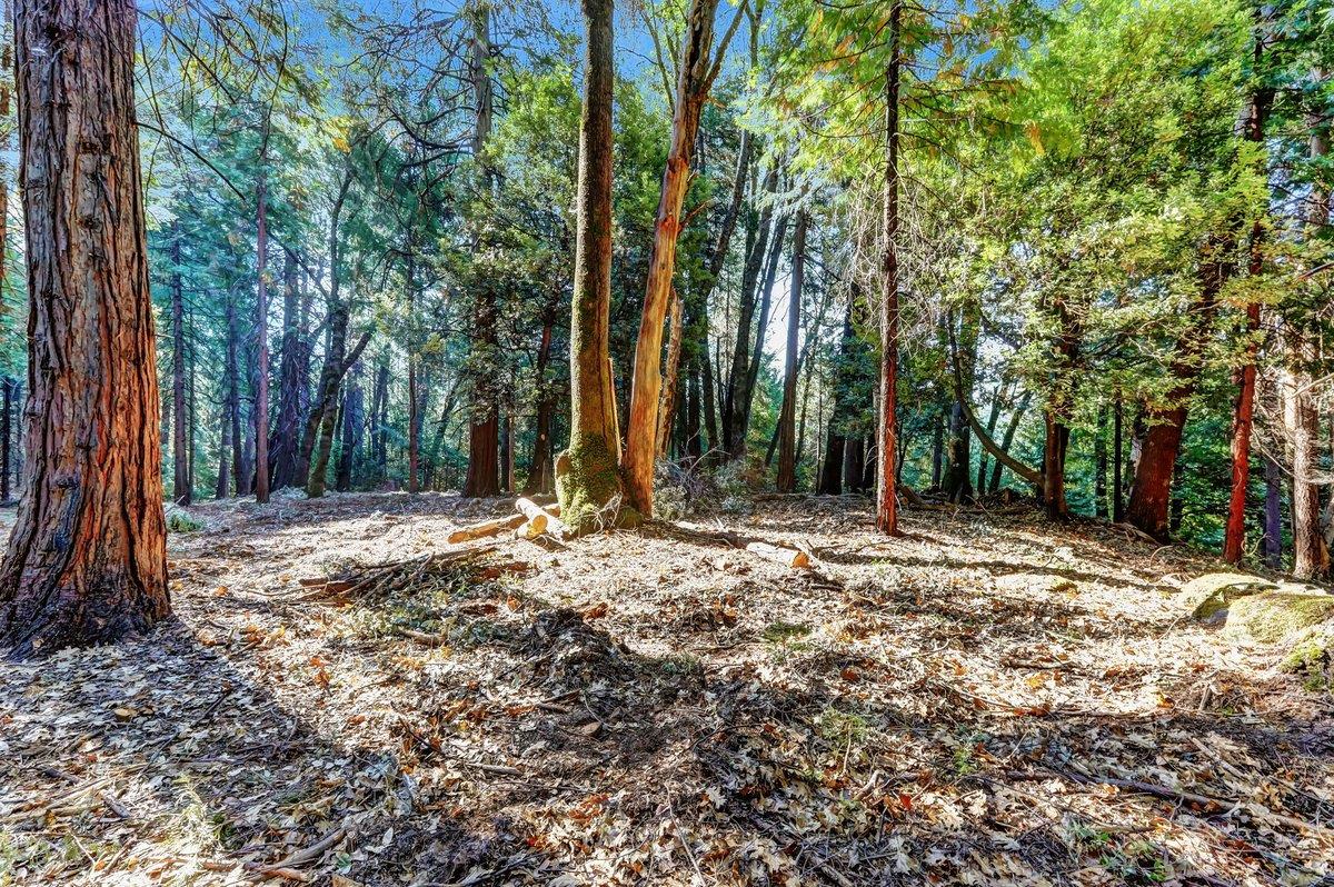 21678 Scotts Flat Road Nevada City, CA 95959 - Photo 5 of 17 a backyard of a house with large trees