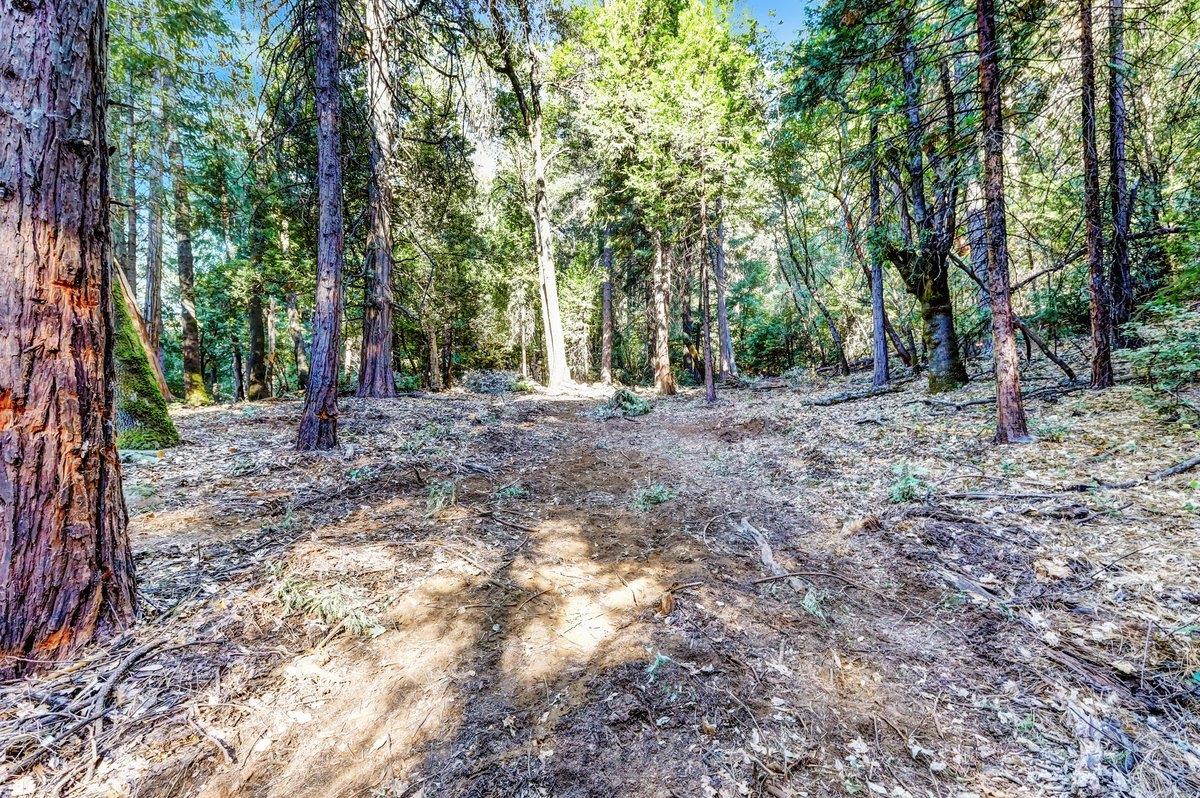 21678 Scotts Flat Road Nevada City, CA 95959 - Photo 6 of 17 a view of a forest with trees in the background