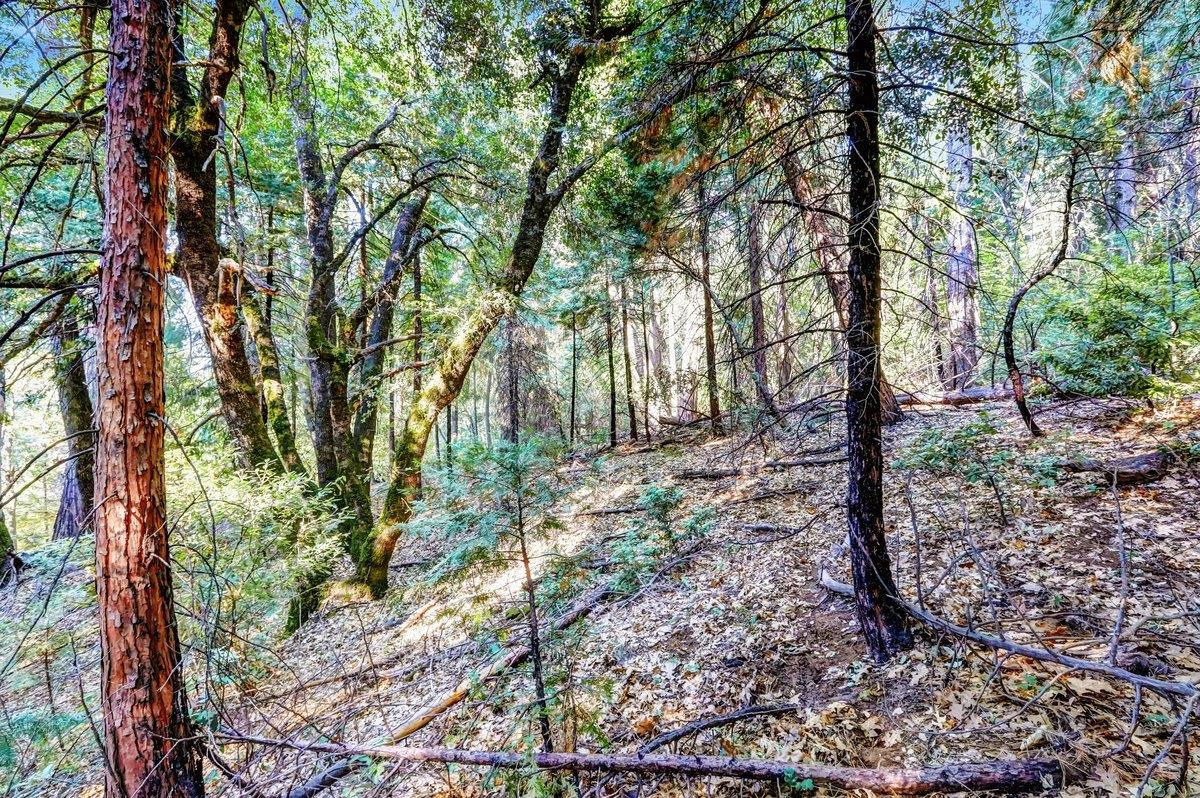 21678 Scotts Flat Road Nevada City, CA 95959 - Photo 7 of 17 a view of a forest with trees
