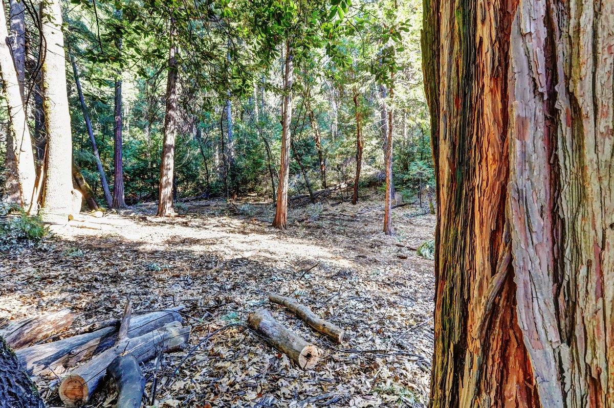 21678 Scotts Flat Road Nevada City, CA 95959 - Photo 8 of 17 a view of outdoor space with trees