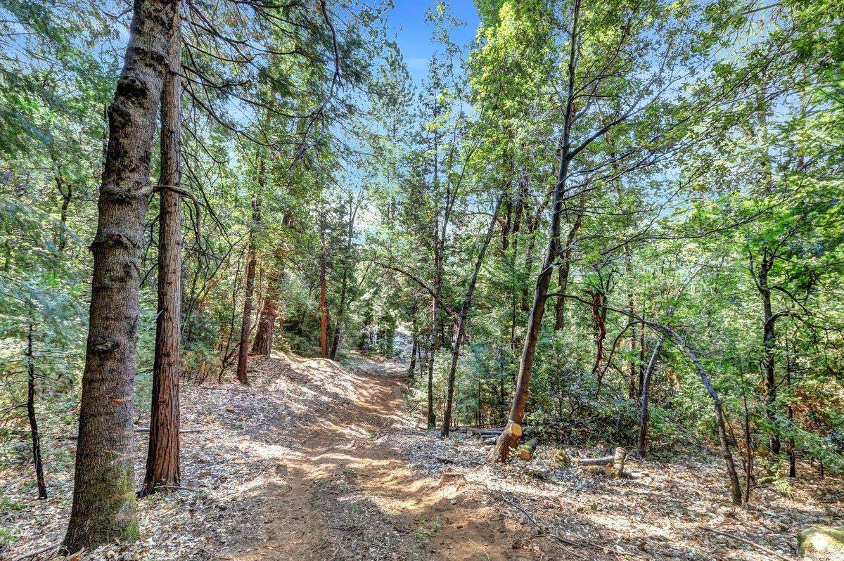 21678 Scotts Flat Road Nevada City, CA 95959 - Photo 9 of 17 a view of a forest with trees in the background