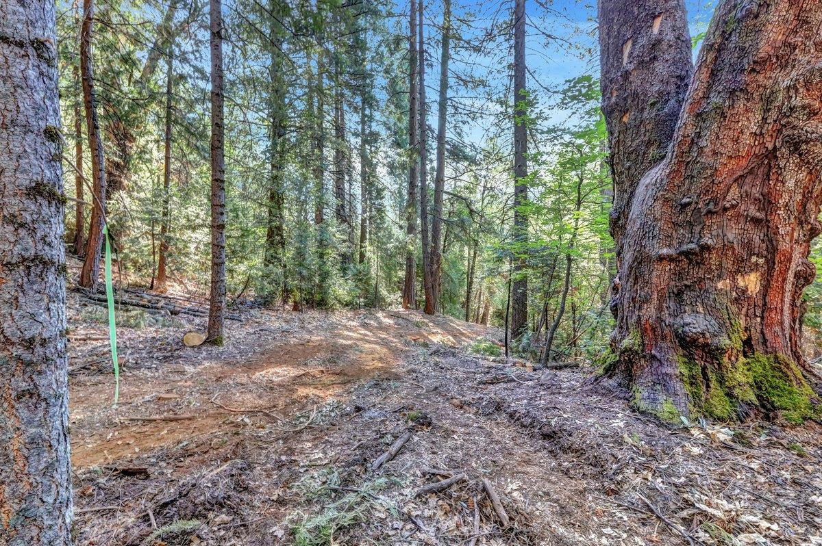 21678 Scotts Flat Road Nevada City, CA 95959 - Photo 10 of 17 a view of outdoor space and trees