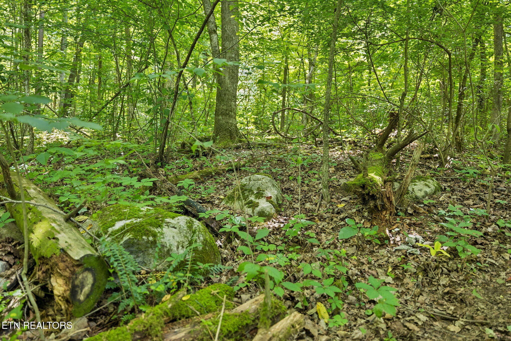 0 Knob Road Rutledge, TN 37861 - Photo 24 of 46