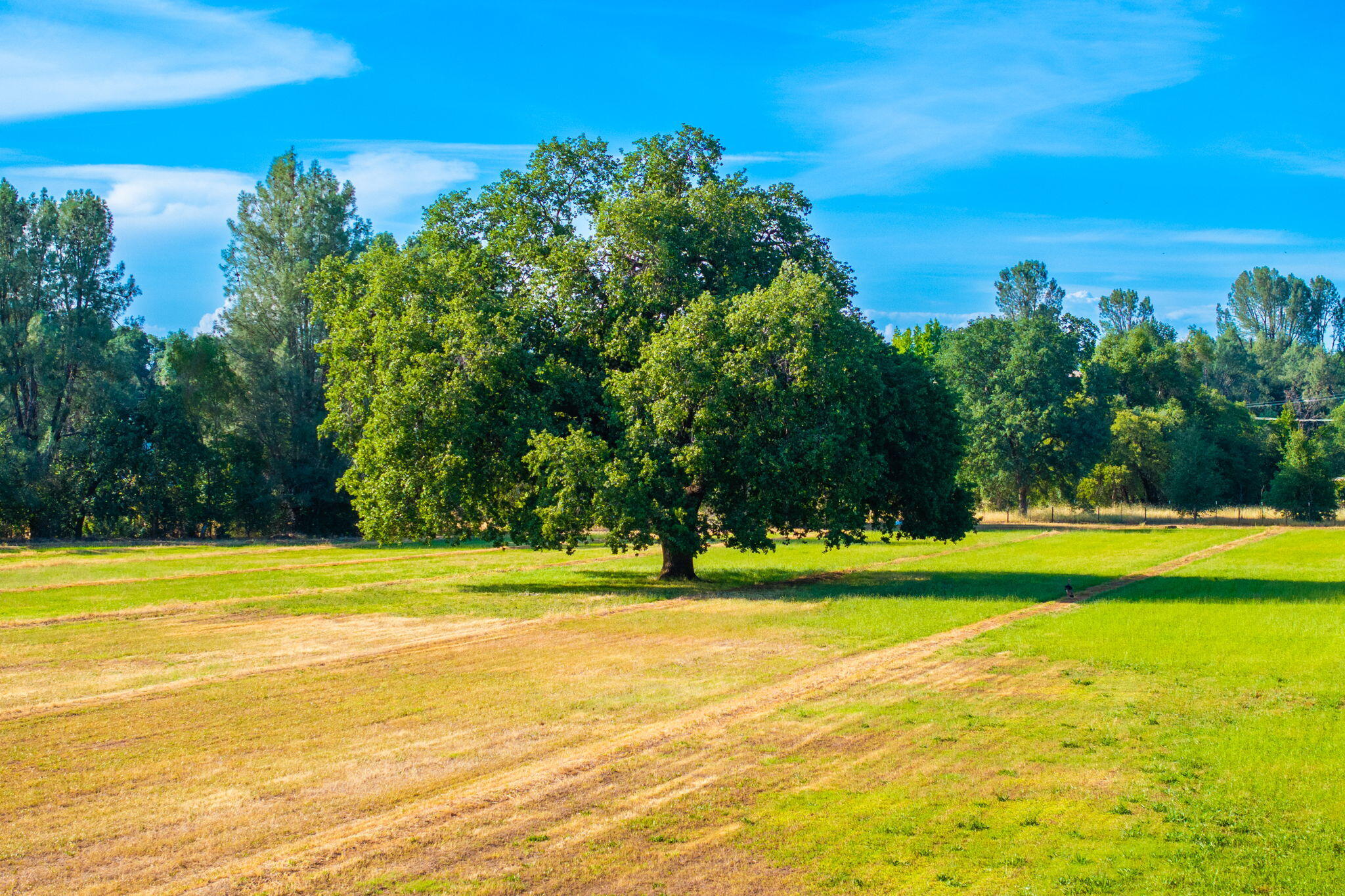 5521 Churn Creek Road Redding, CA 96002 - Photo 41 of 44 Yard