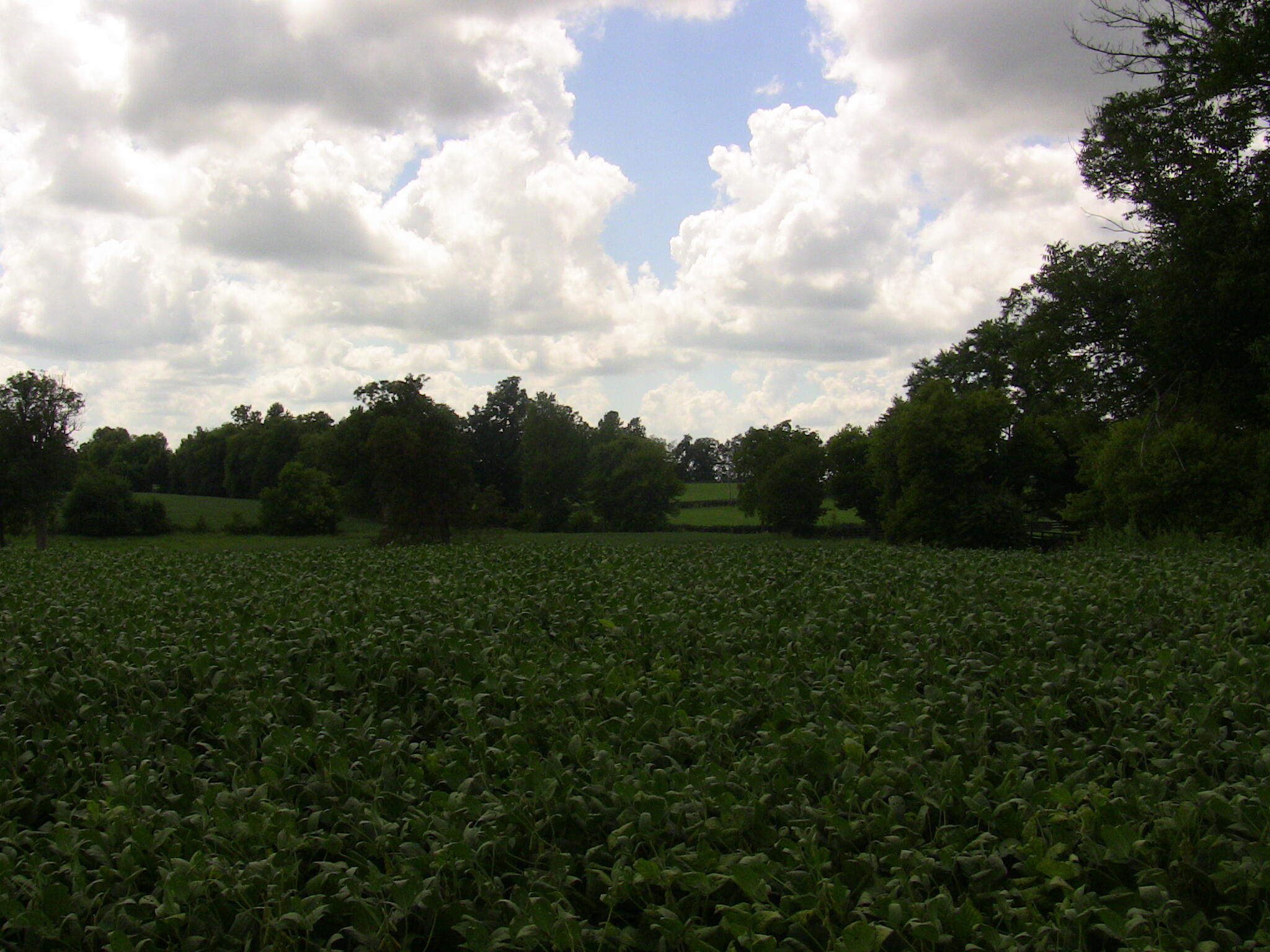2750 Paynes Mill Road Versailles, KY 40383 - Photo 18 of 26 IMG_1867