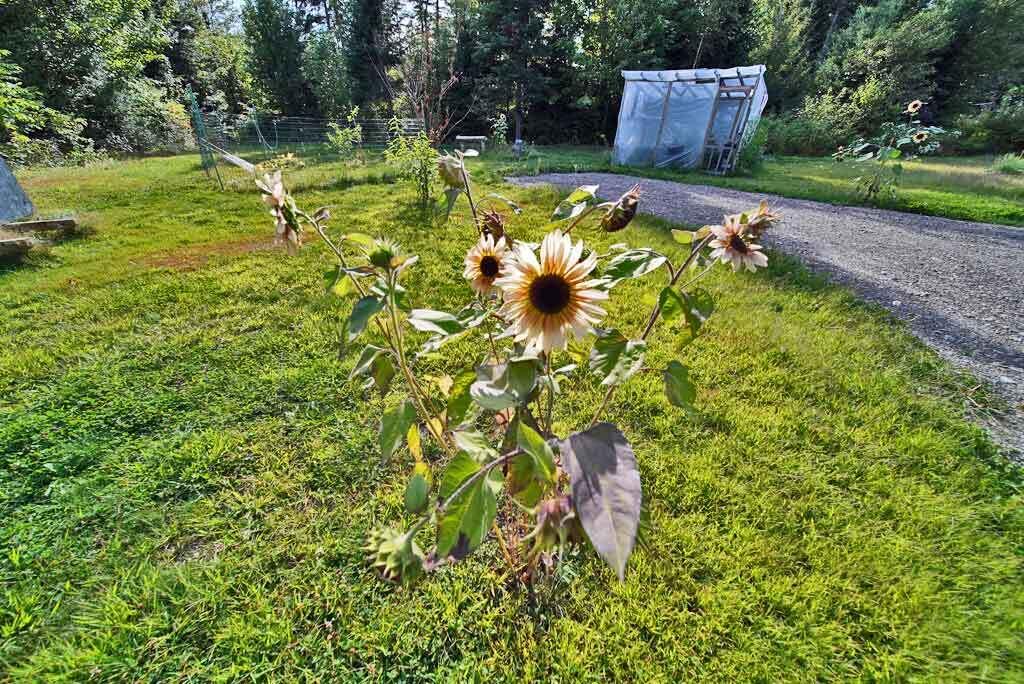 1312 U.S. Rte 1 Amity, ME 04471 - Photo 23 of 48 sunflowers-me-homestead