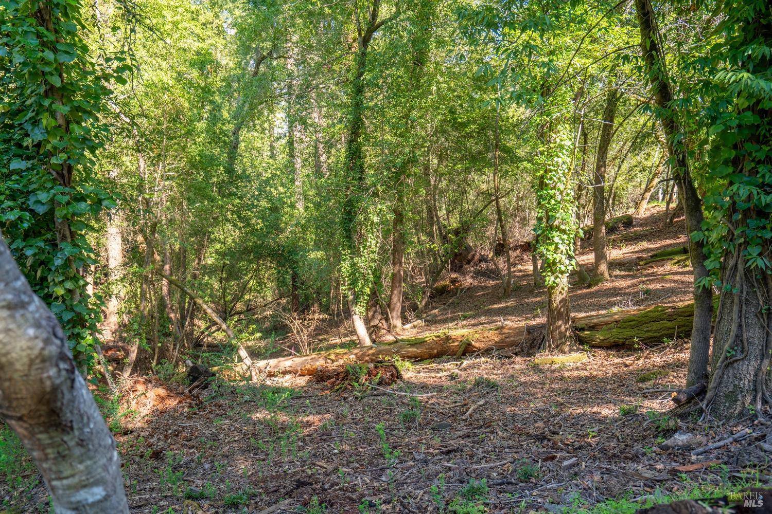 10612 Canyon Road Forestville, CA 95436 - Photo 2 of 19 a view of trees and covered with green space