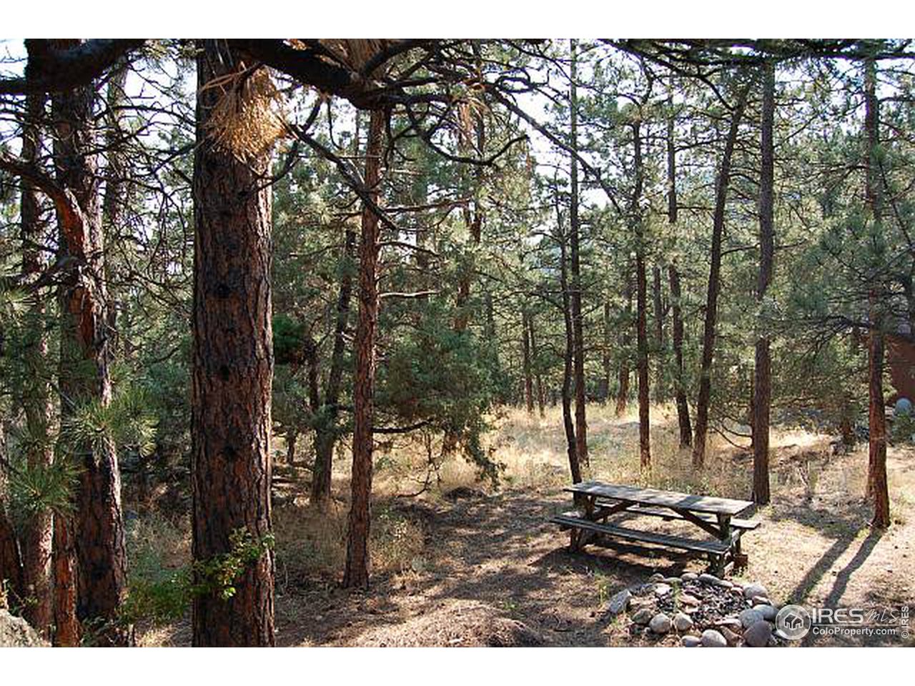 73 Sioux Road Lyons, CO 80540 - Photo 5 of 11 a view of outdoor space with lots of trees