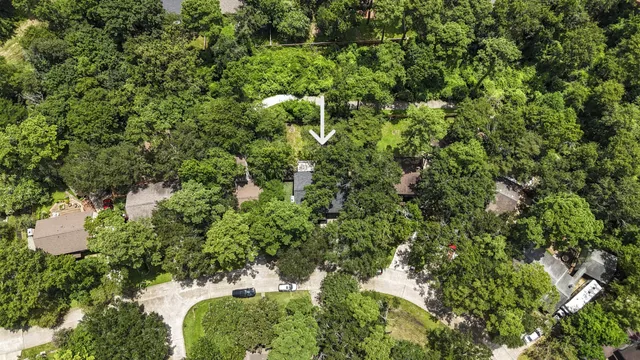a view of a forest with a tree