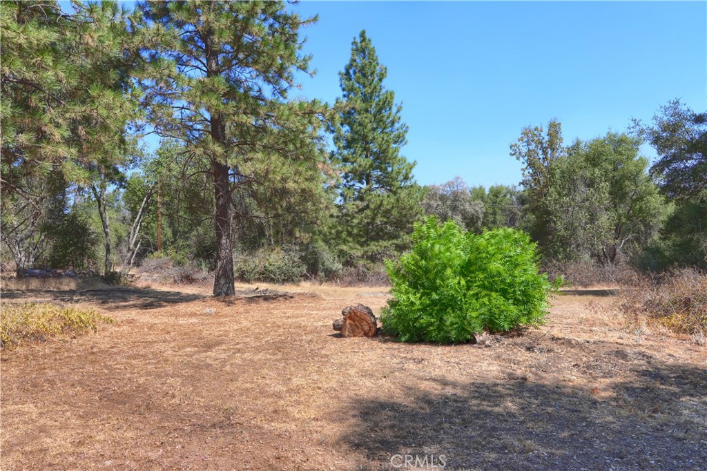 5268 Schafer Road Mariposa, CA 95338 - Photo 37 of 45 a view of a yard with a tree