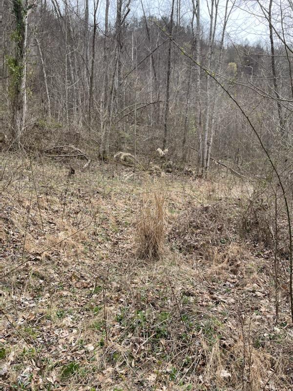 Tbd Clinch Mountain Road Eidson, TN 37731 - Photo 19 of 22 -2182330659801775563