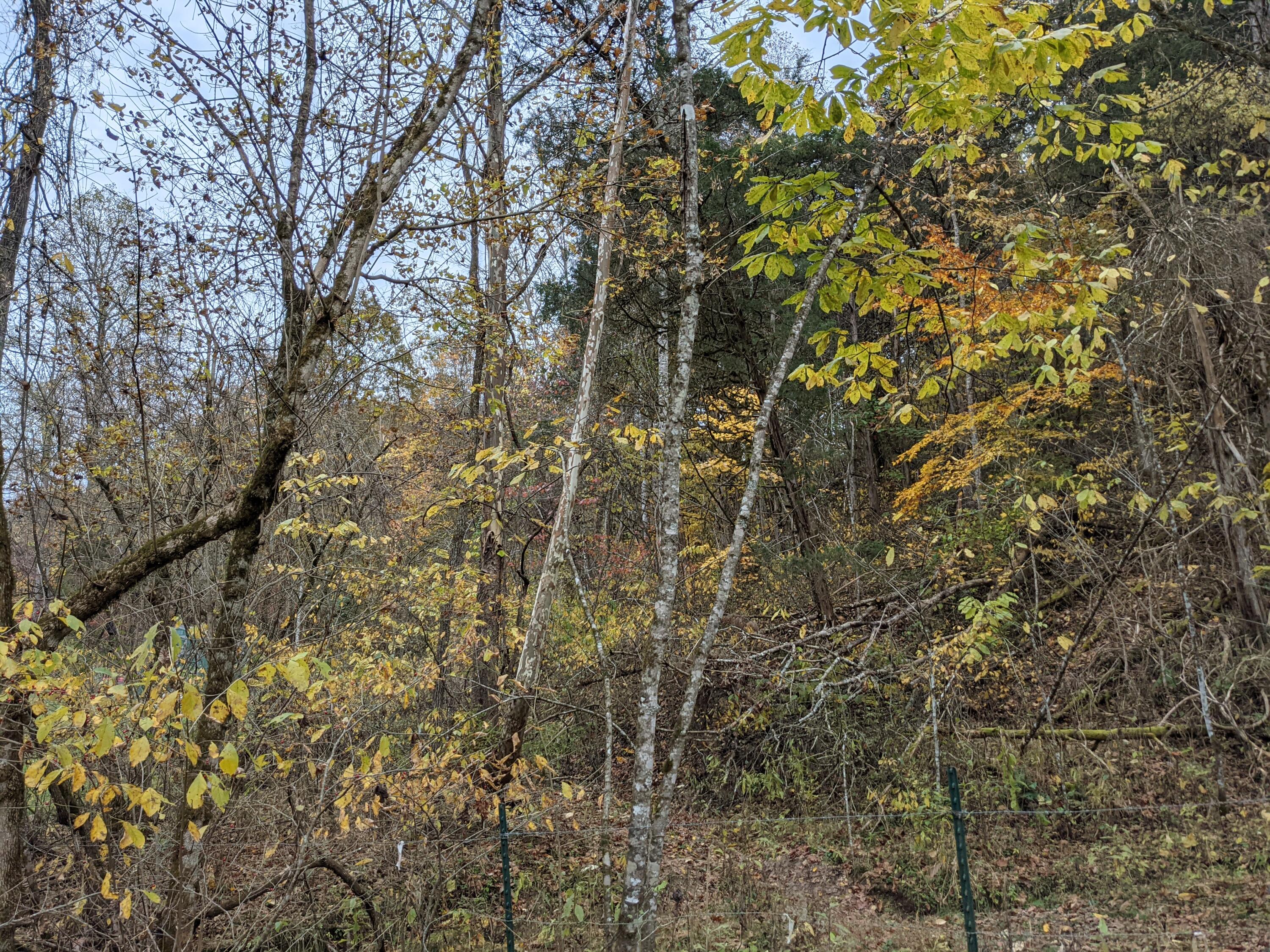 Tbd Clinch Mountain Road Eidson, TN 37731 - Photo 3 of 22 Clinch Mtn 2