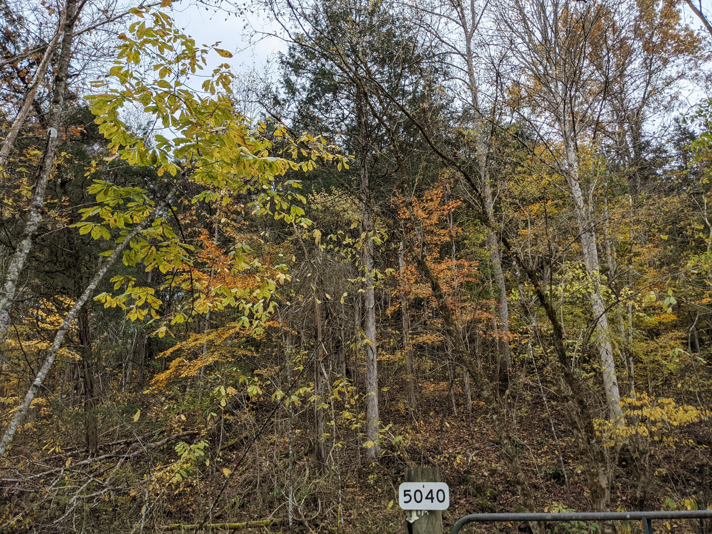 Tbd Clinch Mountain Road Eidson, TN 37731 - Photo 4 of 22 Clinch Mtn