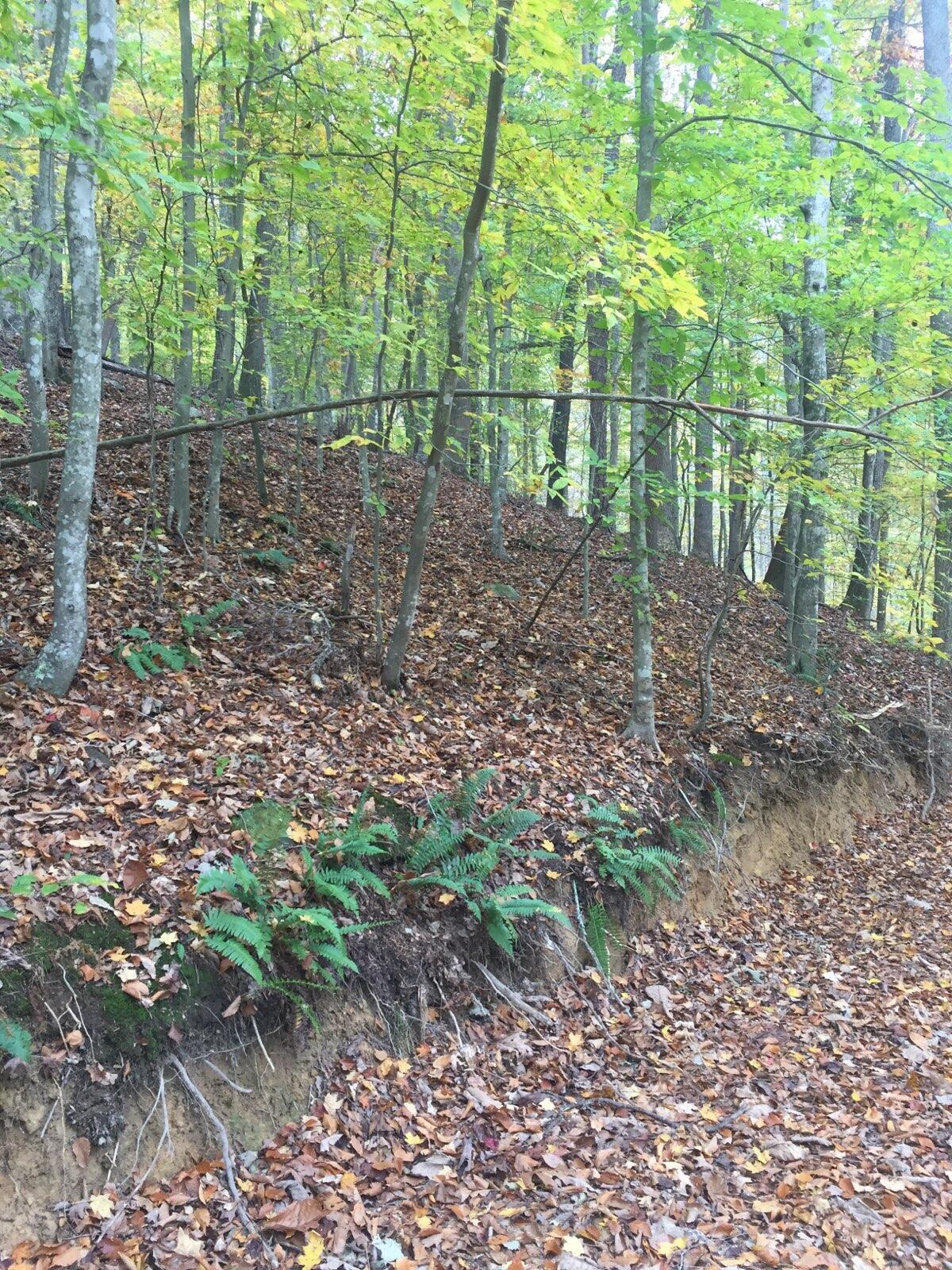 Tbd Clinch Mountain Road Eidson, TN 37731 - Photo 5 of 22 Clinch 3