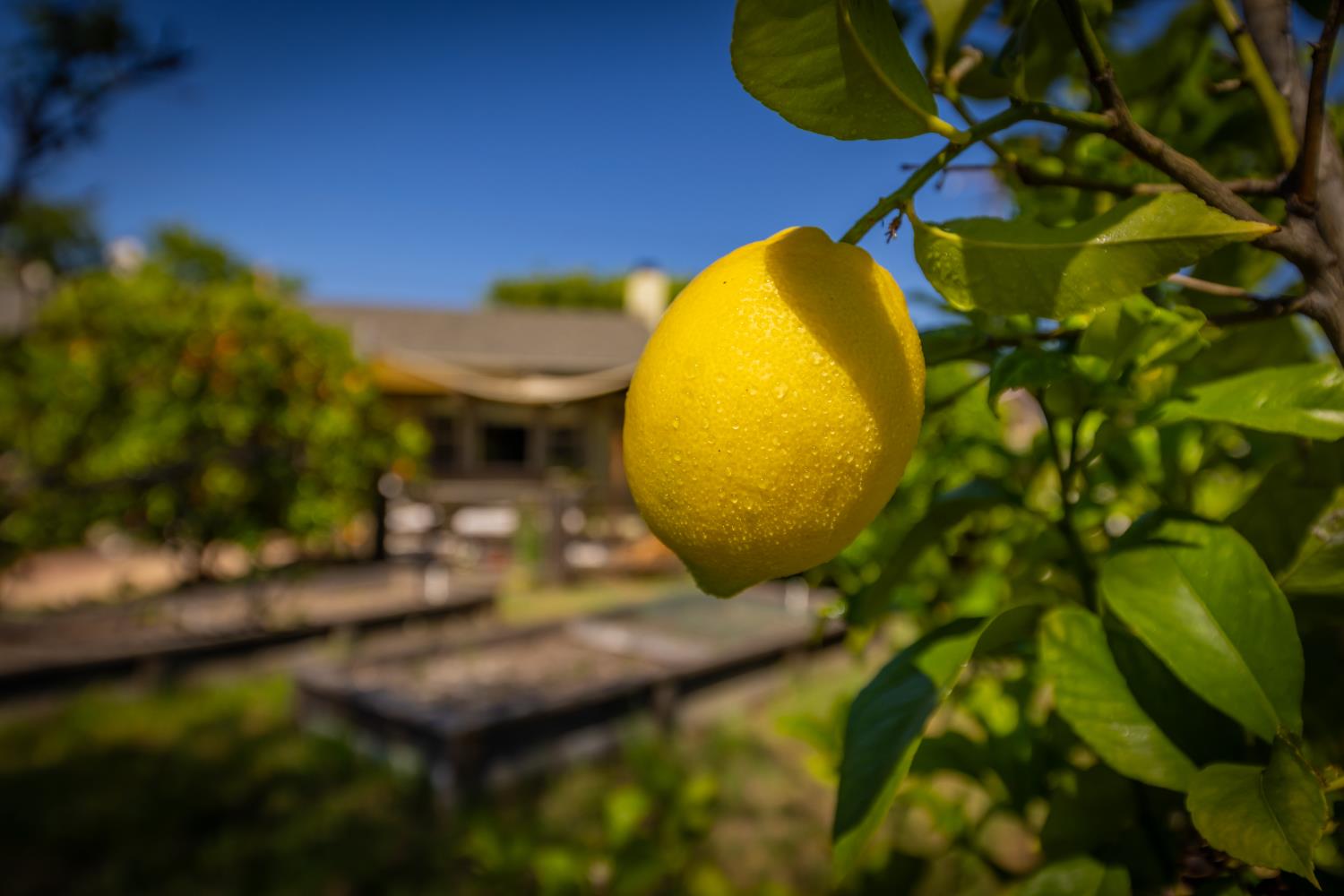 401 South Carrillo Road Ojai, CA 93023 - Photo 8 of 36