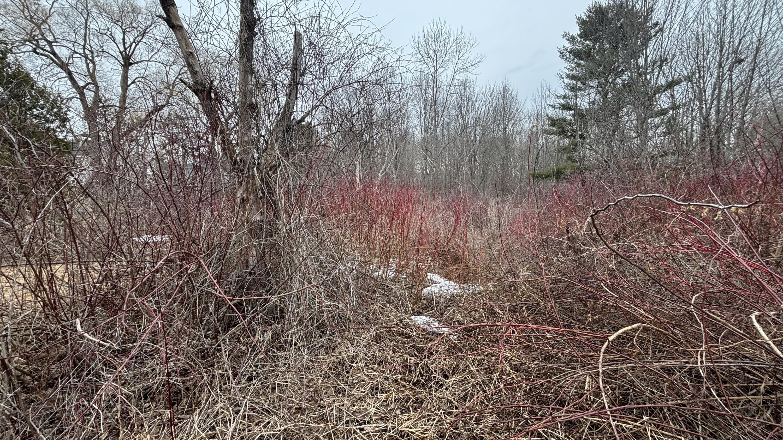 7 Ballard Street Brunswick, ME 04011 - Photo 26 of 27 Overgrown area towards vacant lot